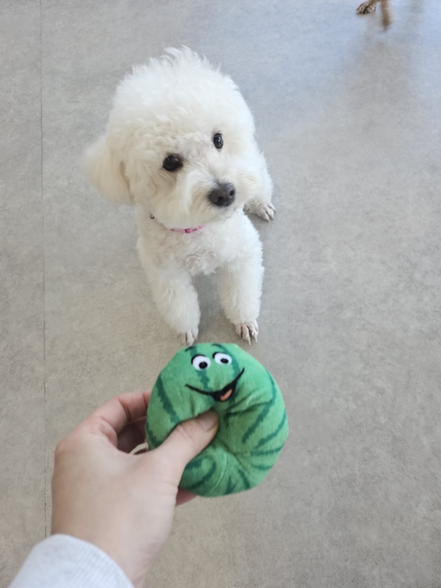 겨울이 (곤지암 하이) 4년 후기