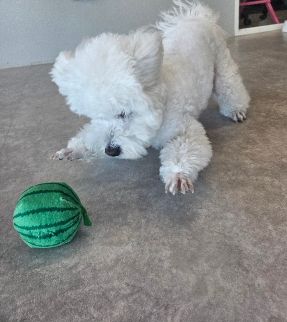 겨울이 (곤지암 하이) 4년 후기