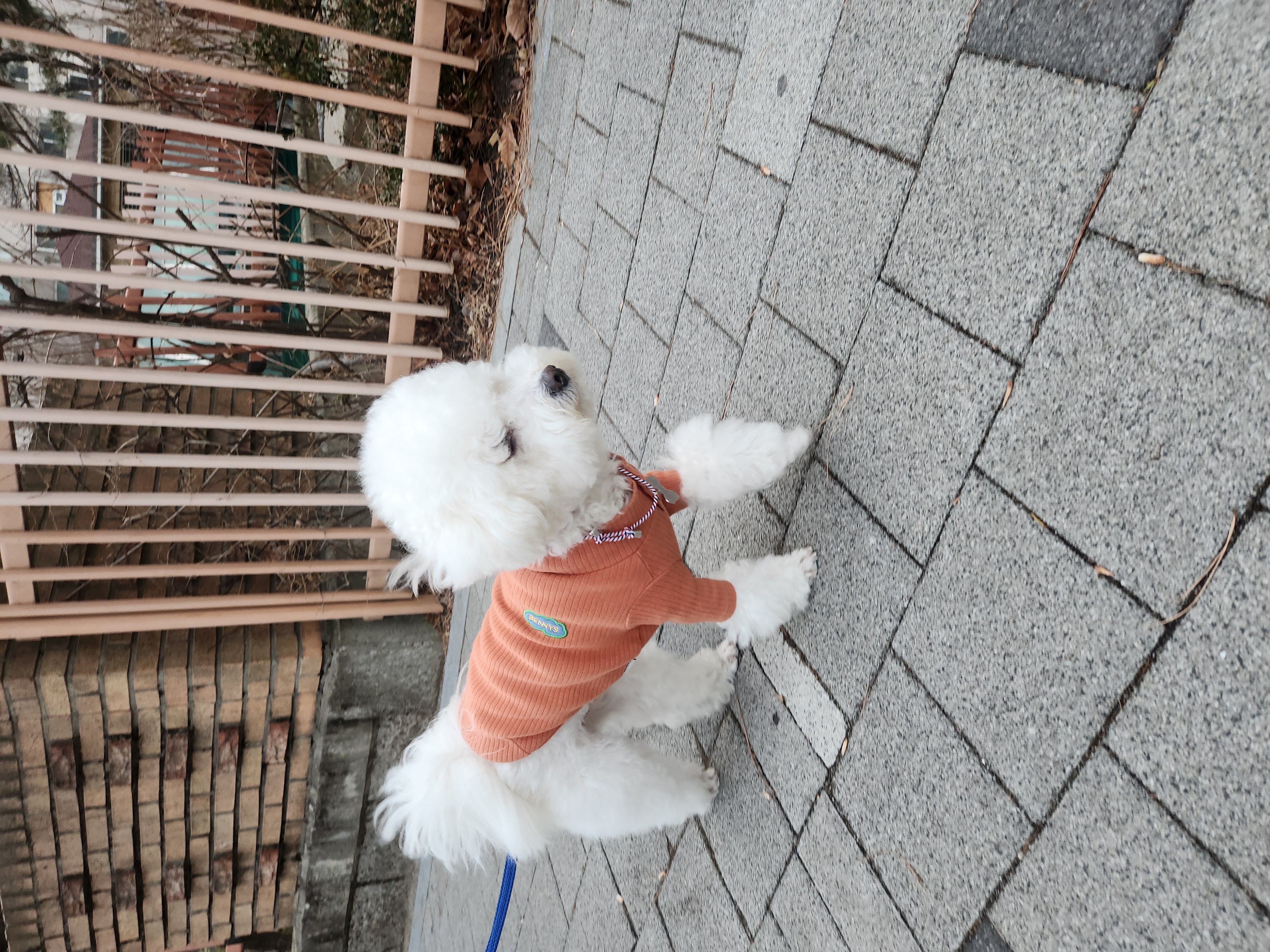 겨울이 (곤지암 하이) 4년 후기