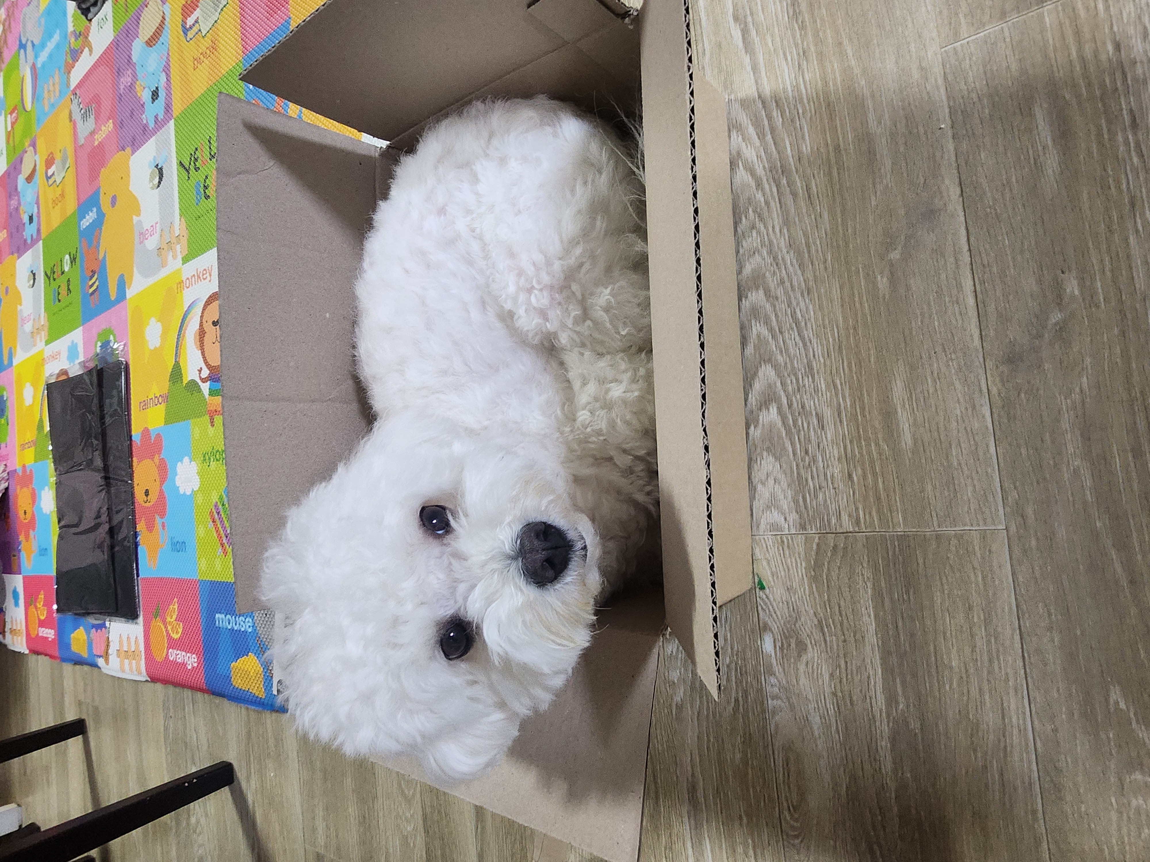 겨울이 (곤지암 하이) 4년 후기