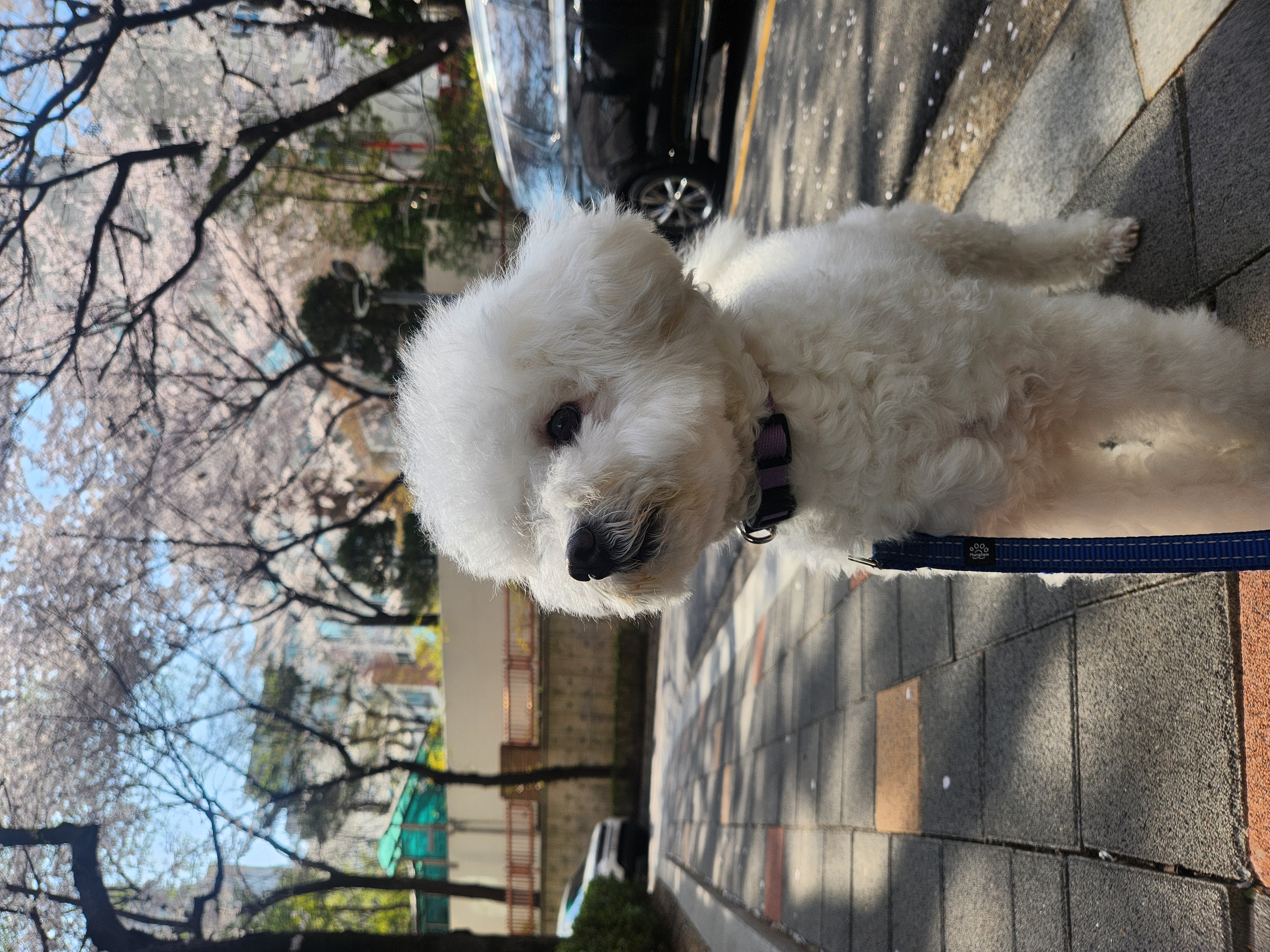 겨울이 (곤지암 하이) 4년 후기