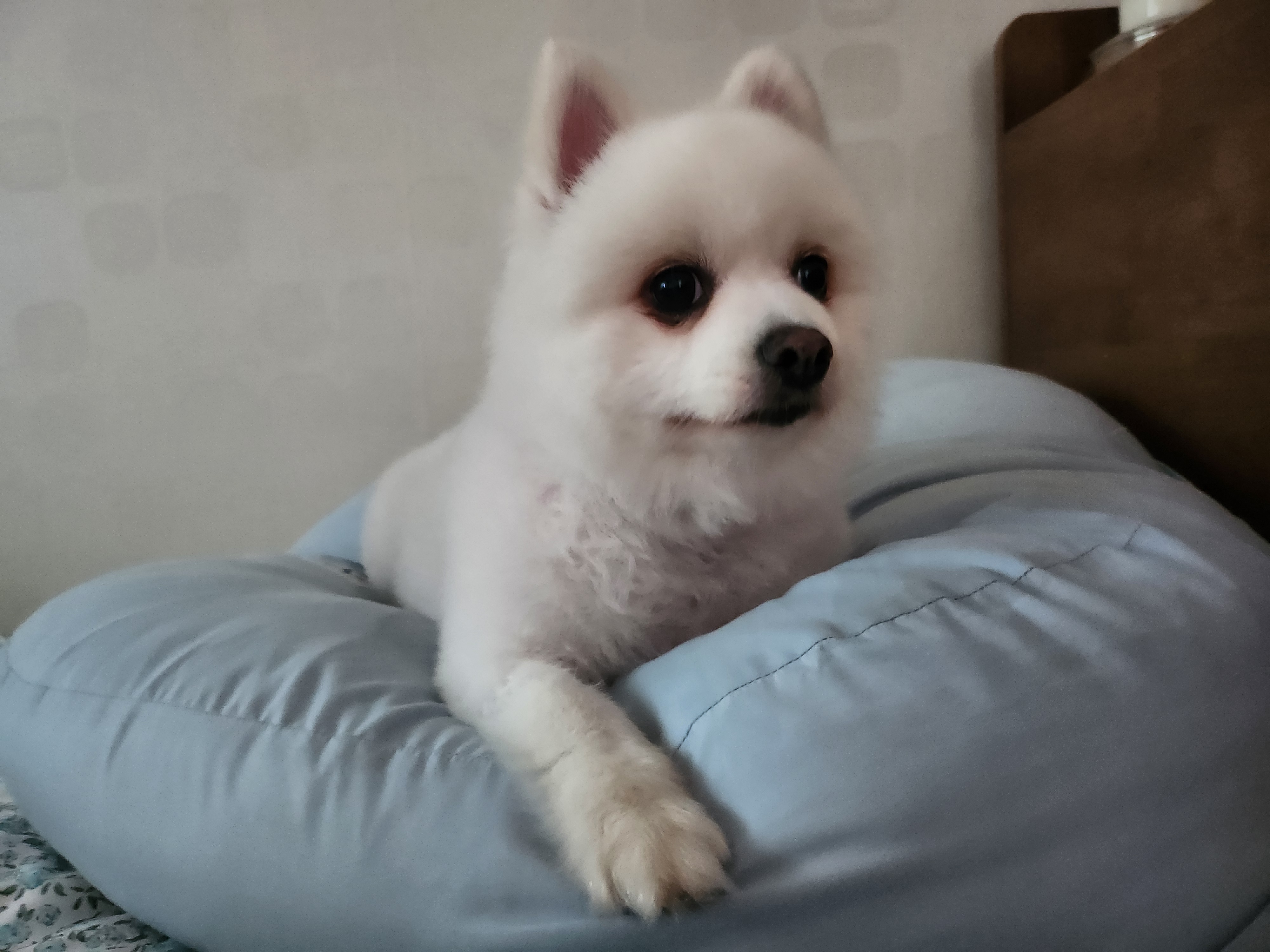(곤지암 꽃별이 )별 인사드려요 ~