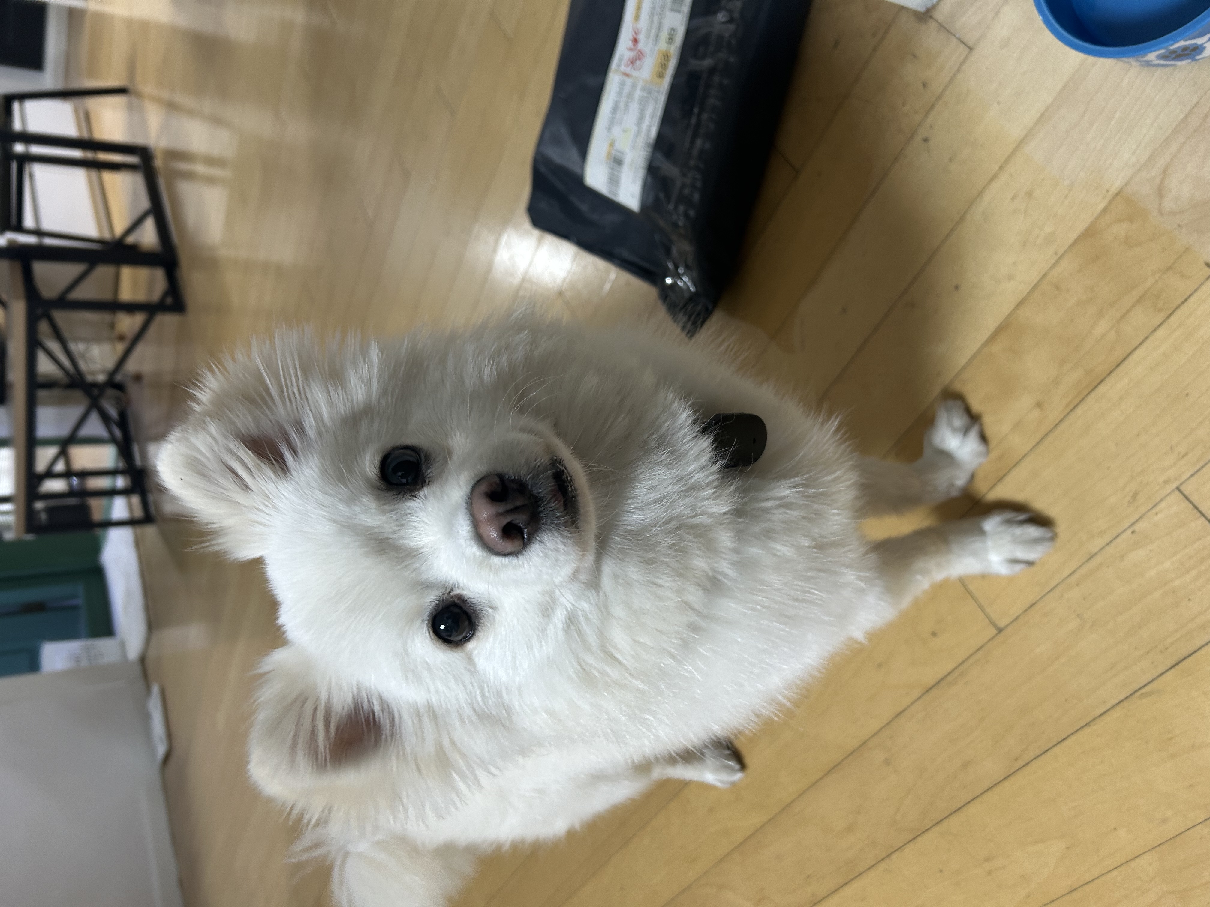 유비 임시보호 한달차