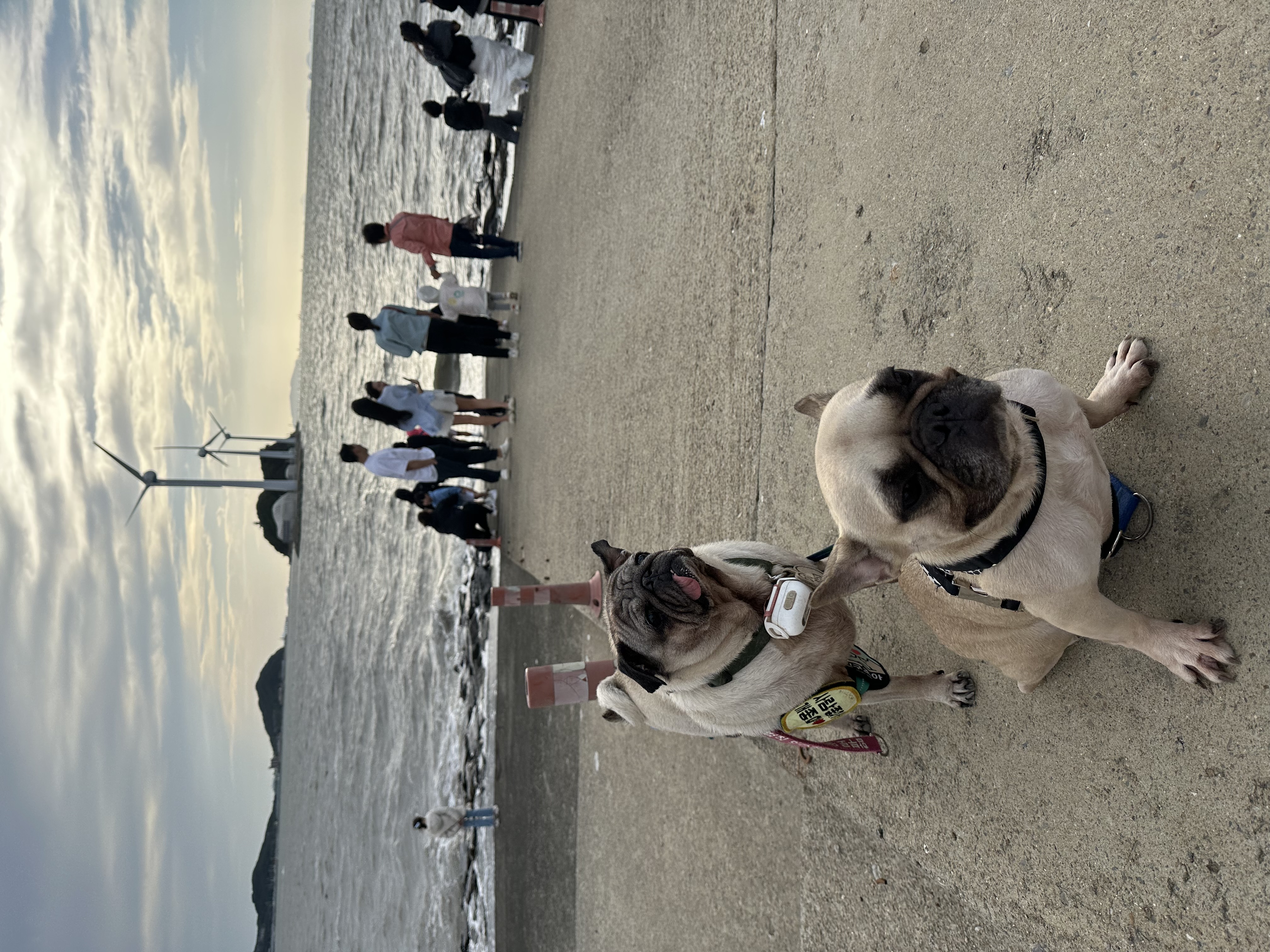 호빵이(퍼지) 입양 1년째❤️