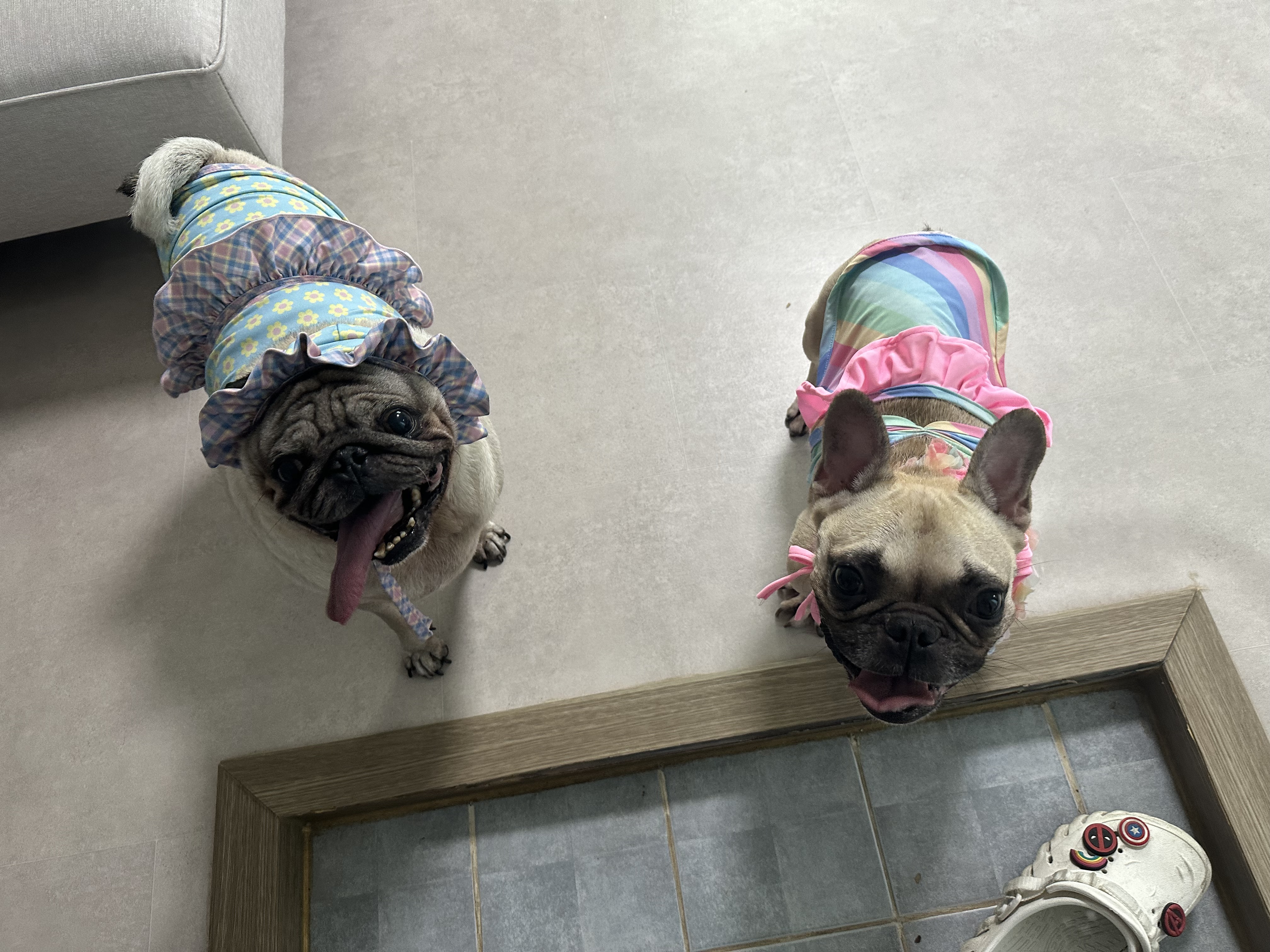 호빵이(퍼지) 입양 1년째❤️