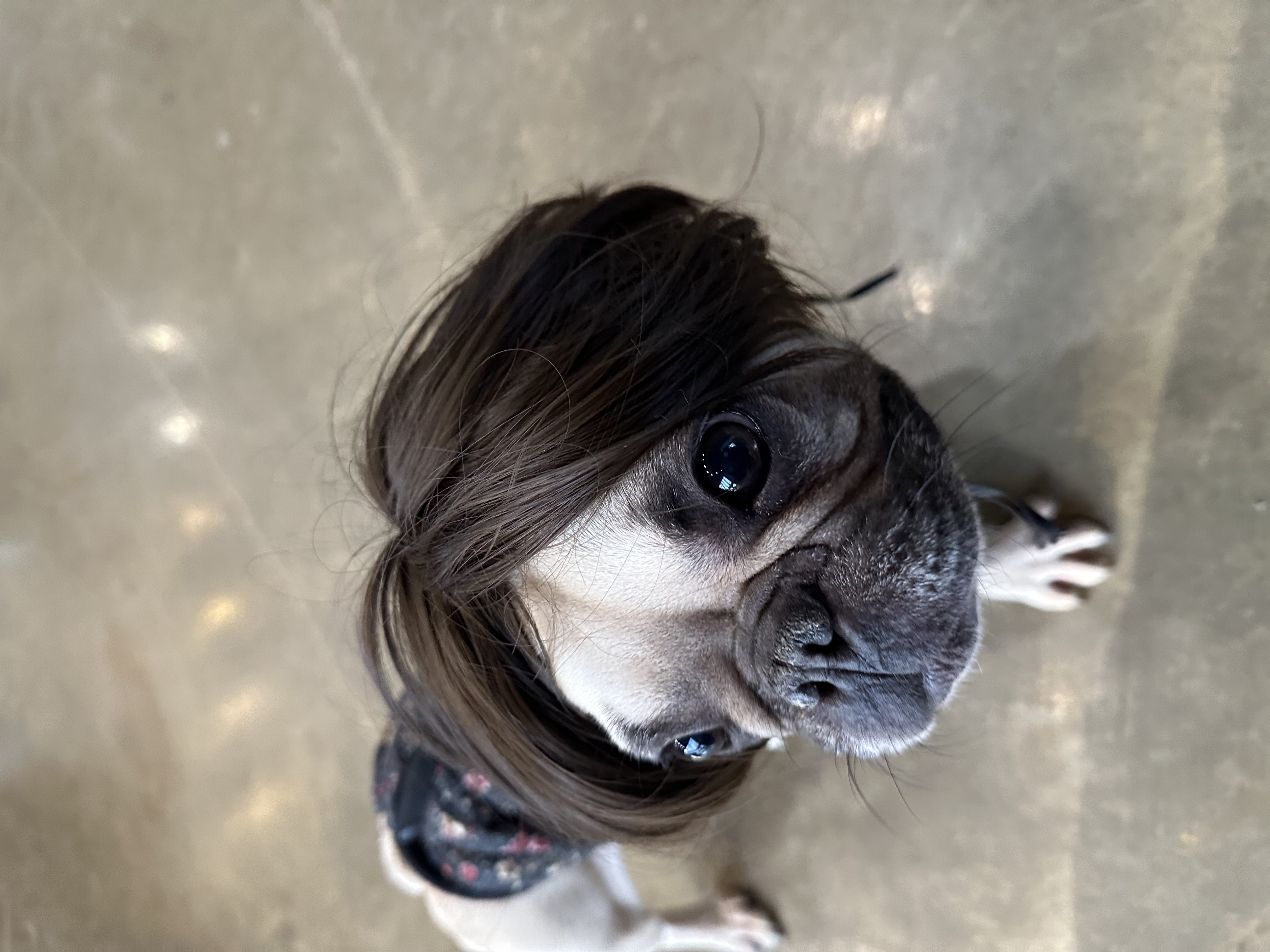 호빵이(퍼지) 입양 1년째❤️