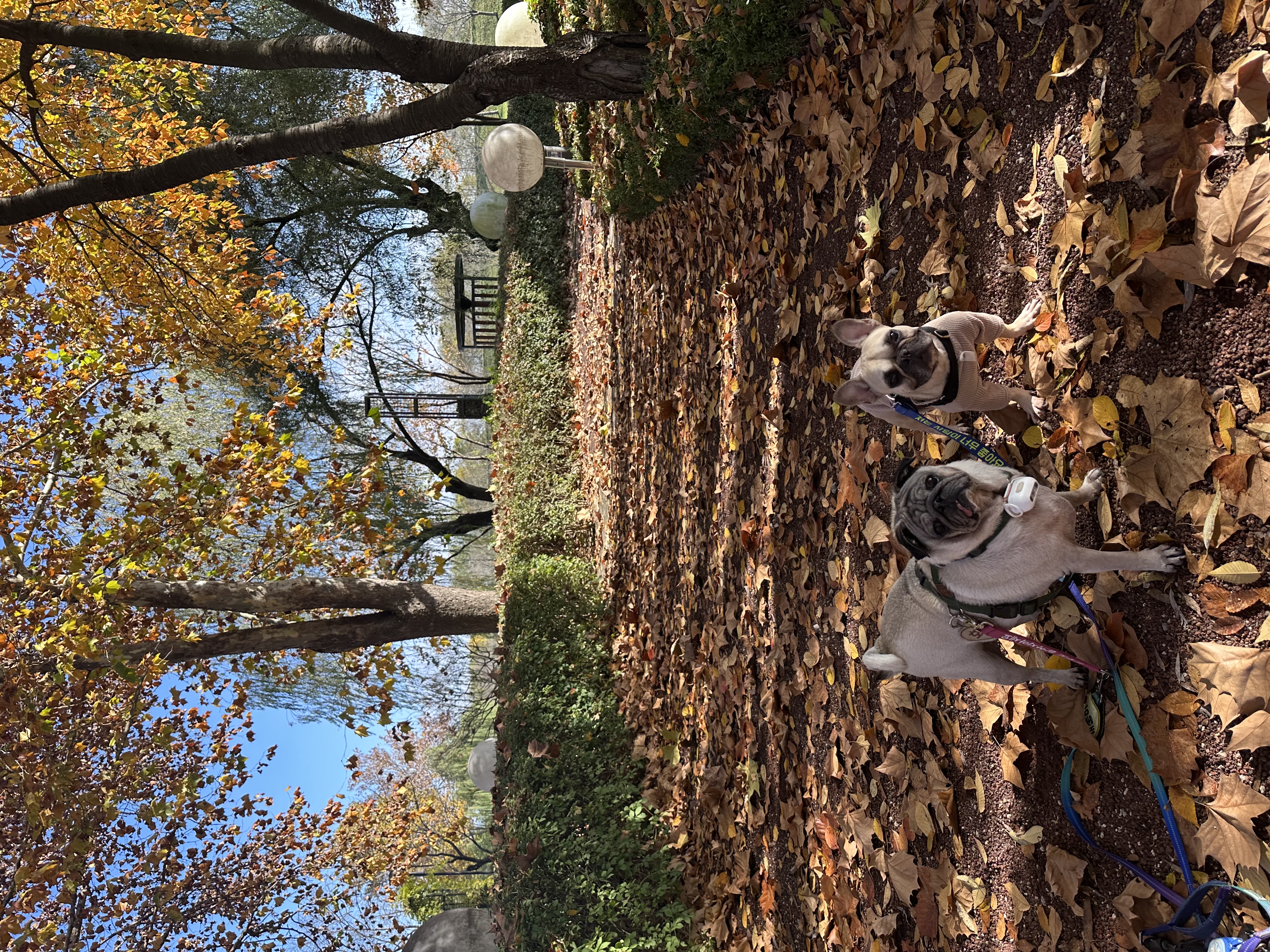 호빵이(퍼지) 입양 1년째❤️