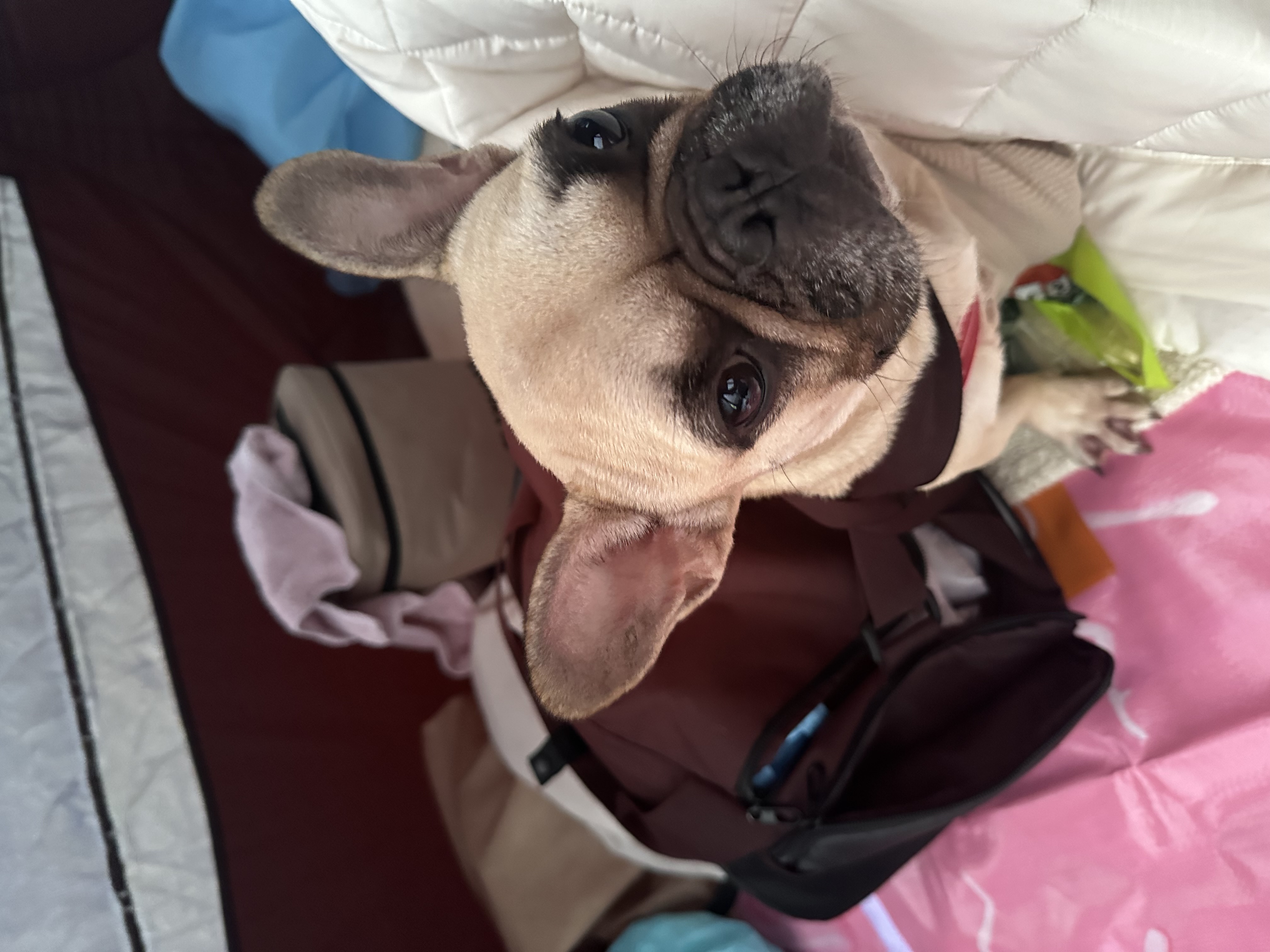 호빵이(퍼지) 입양 1년째❤️