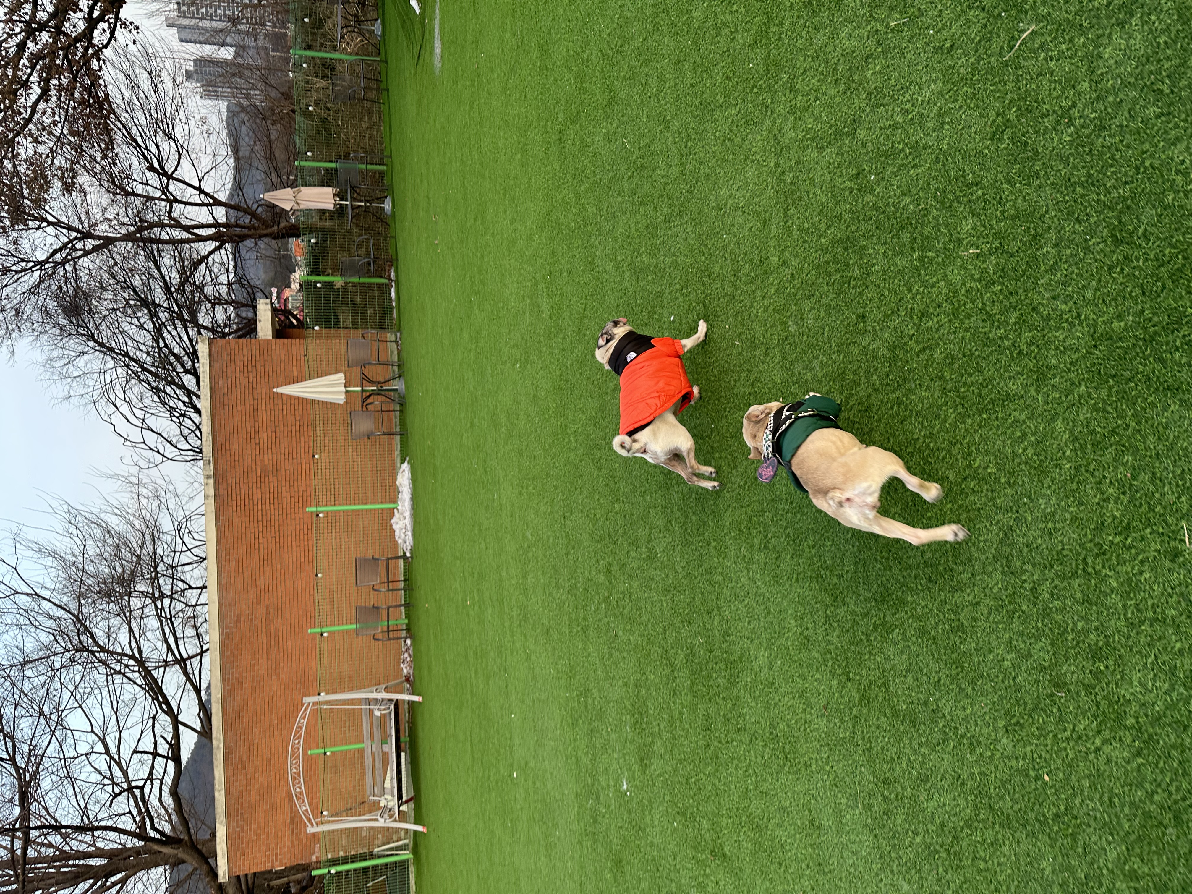 호빵이(퍼지) 입양 1년째❤️