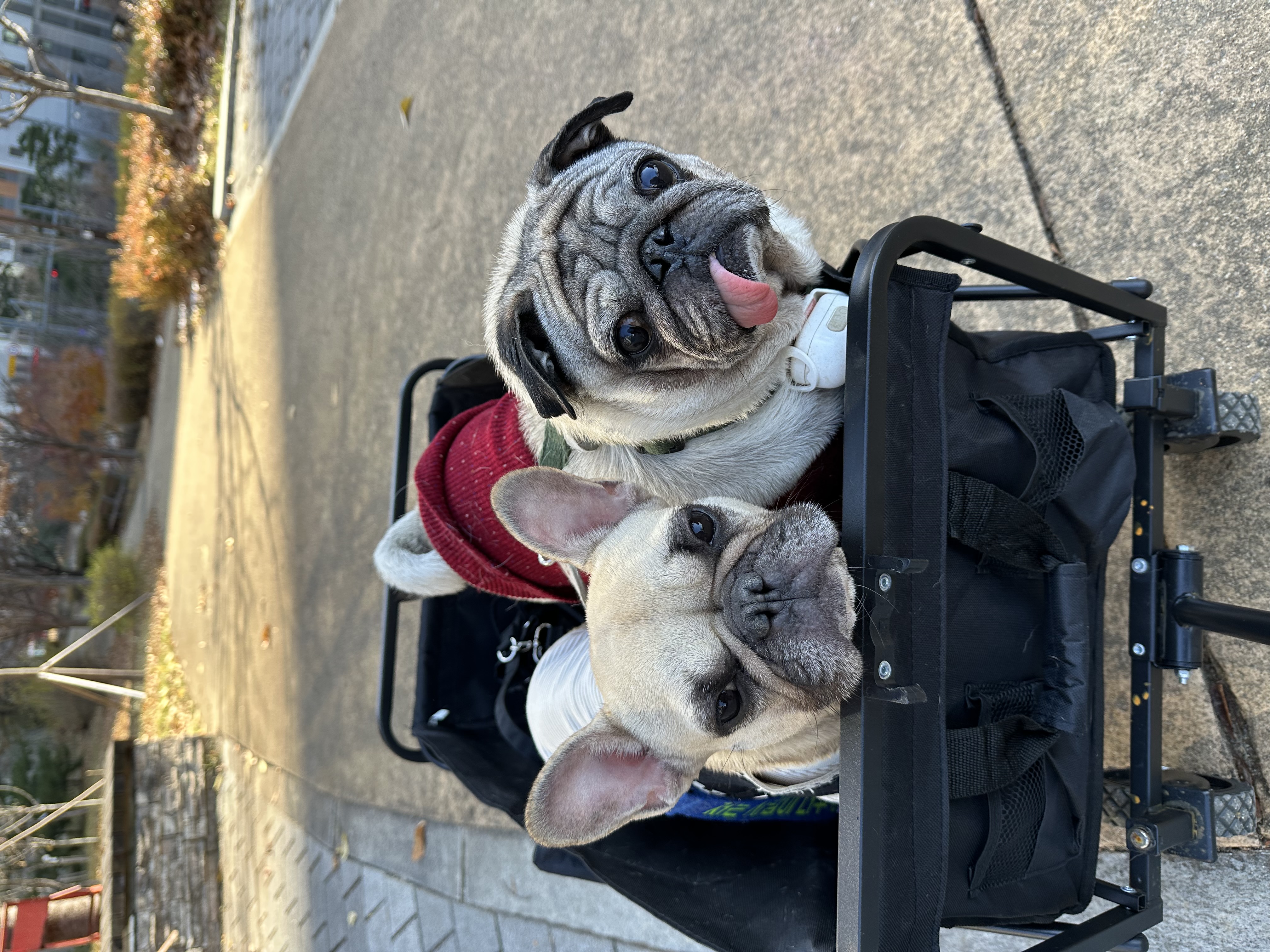 호빵이(퍼지) 입양 1년째❤️