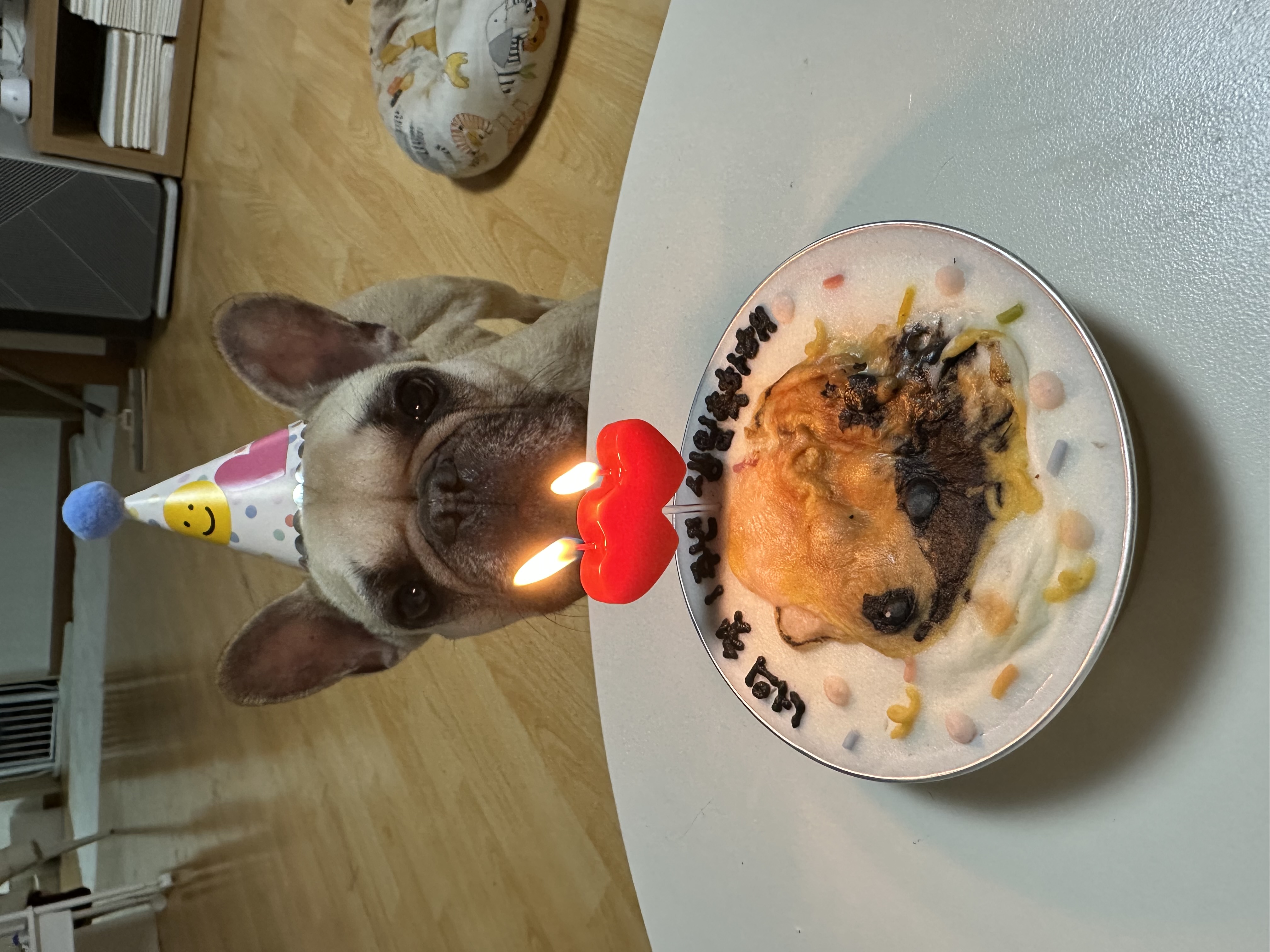 호빵이(퍼지) 입양 1년째❤️