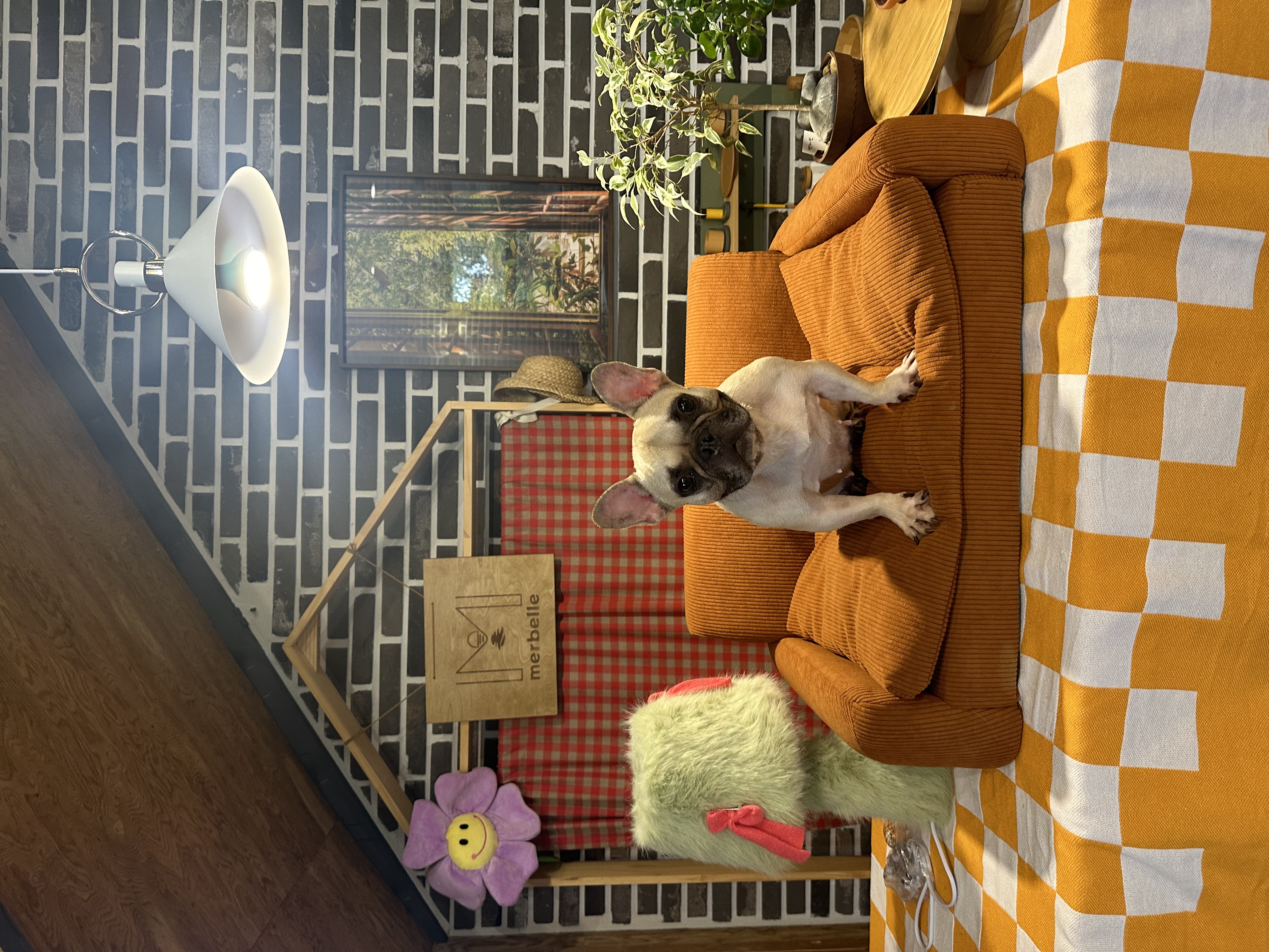 호빵이(퍼지) 입양 1년째❤️