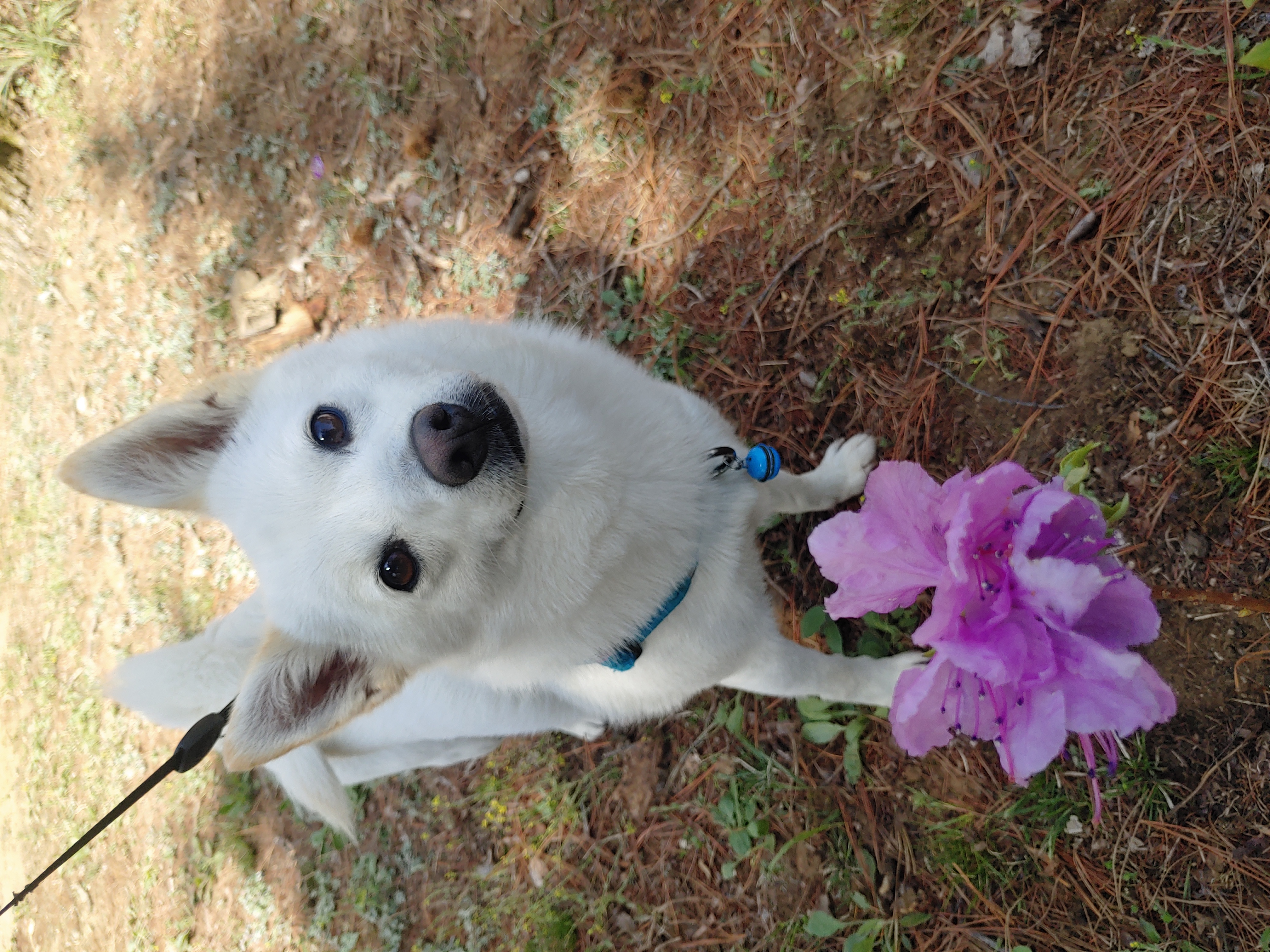 하늘이 입양 후기 4년차(옛날이름 엘리나)