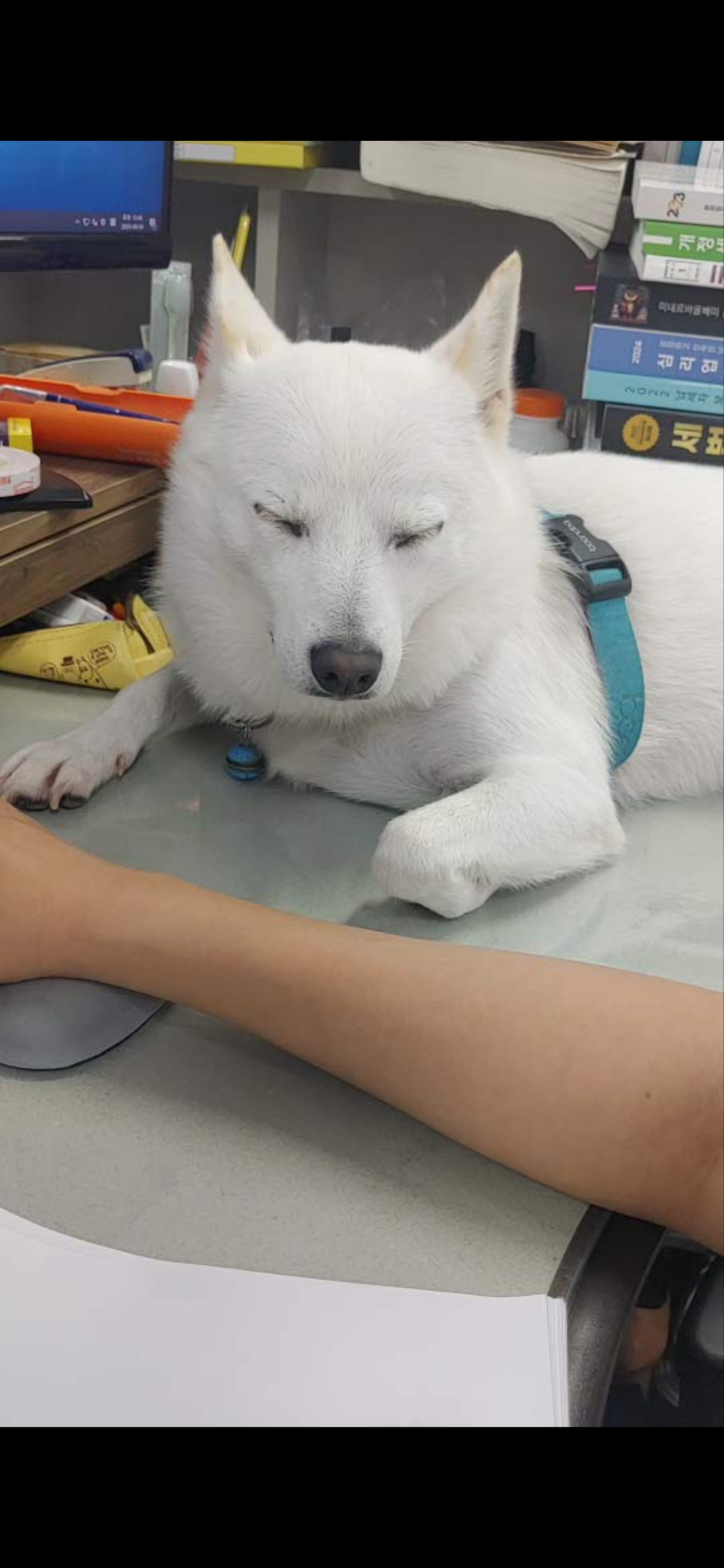 하늘이 입양 후기 4년차(옛날이름 엘리나)