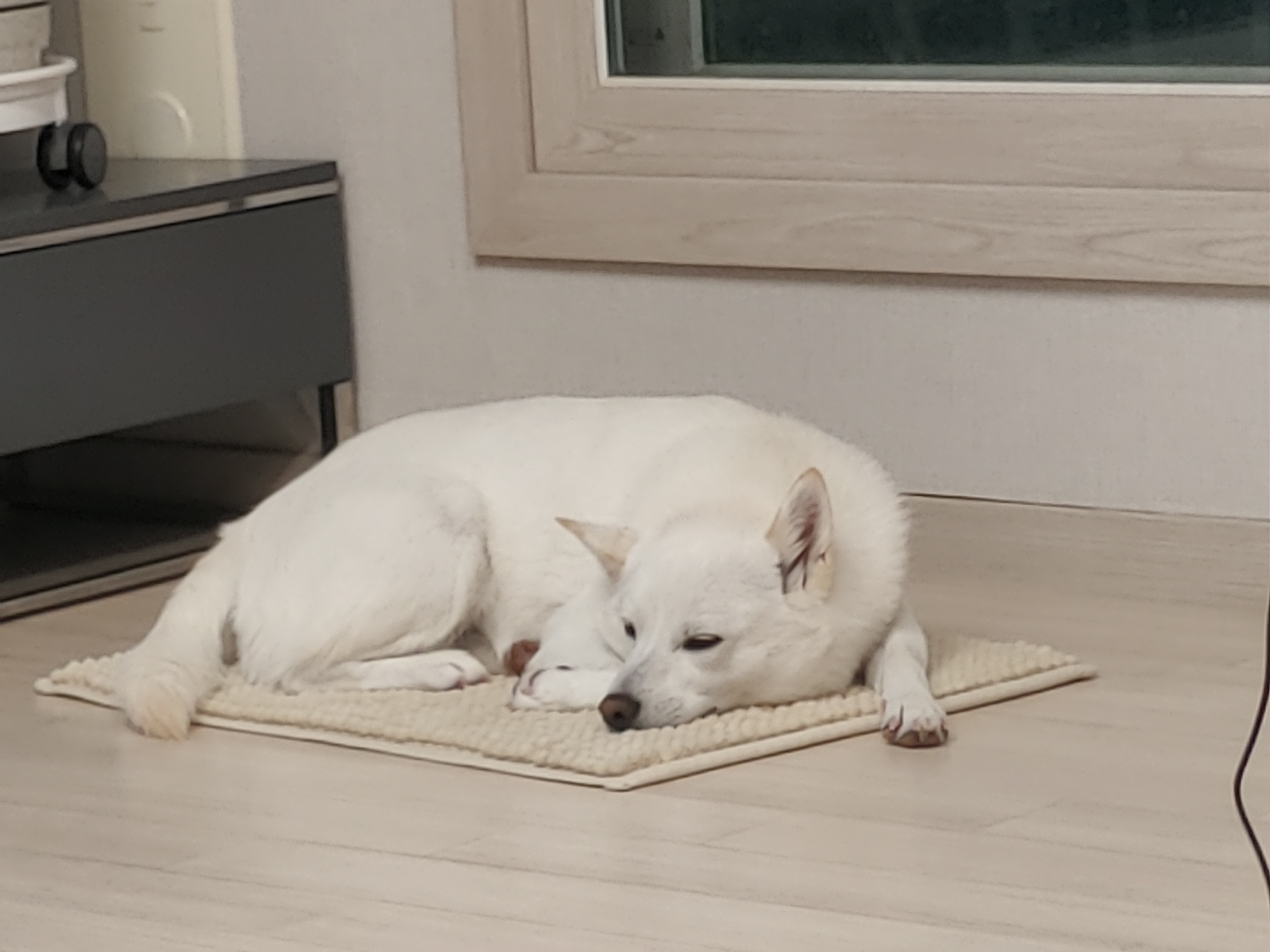 하늘이 입양 후기 4년차(옛날이름 엘리나)