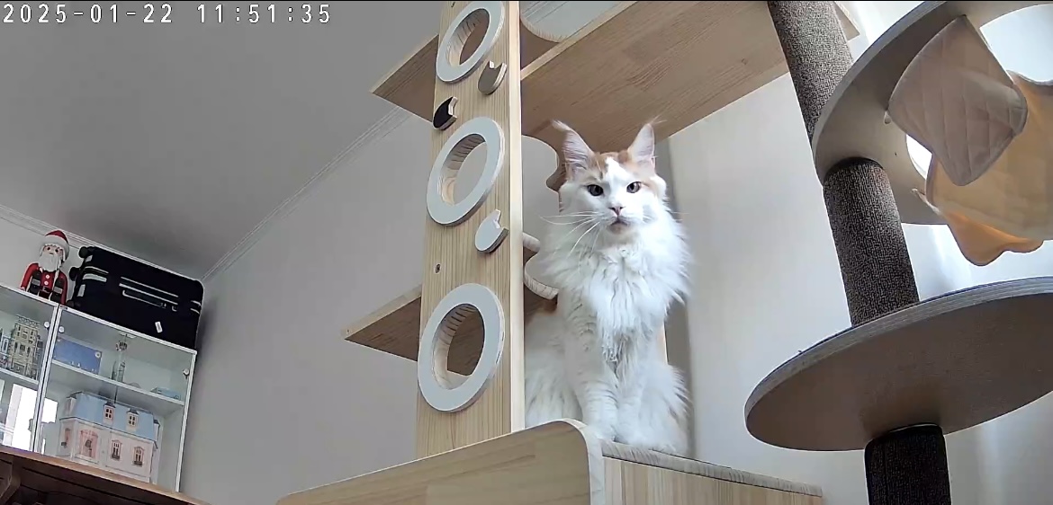 조케타 조미료 축😻입양 1주년 (테리 나봄이) 