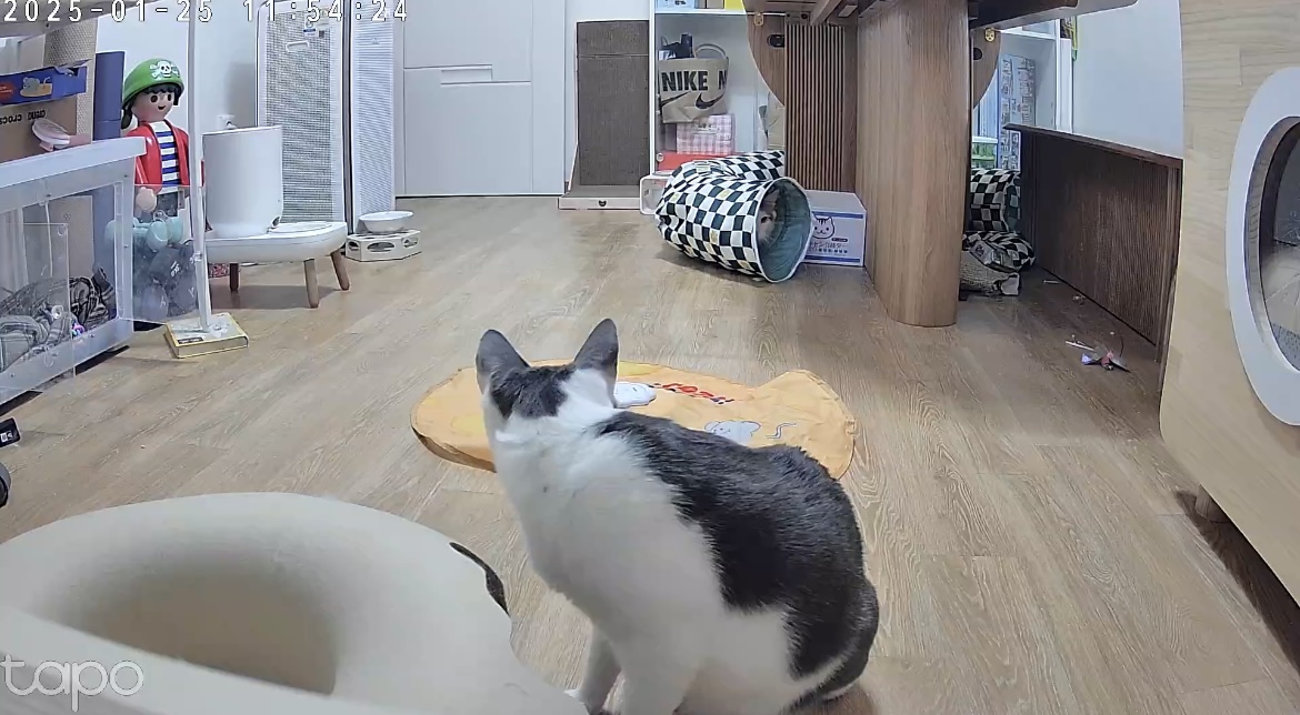 조케타 조미료 축😻입양 1주년 (테리 나봄이) 