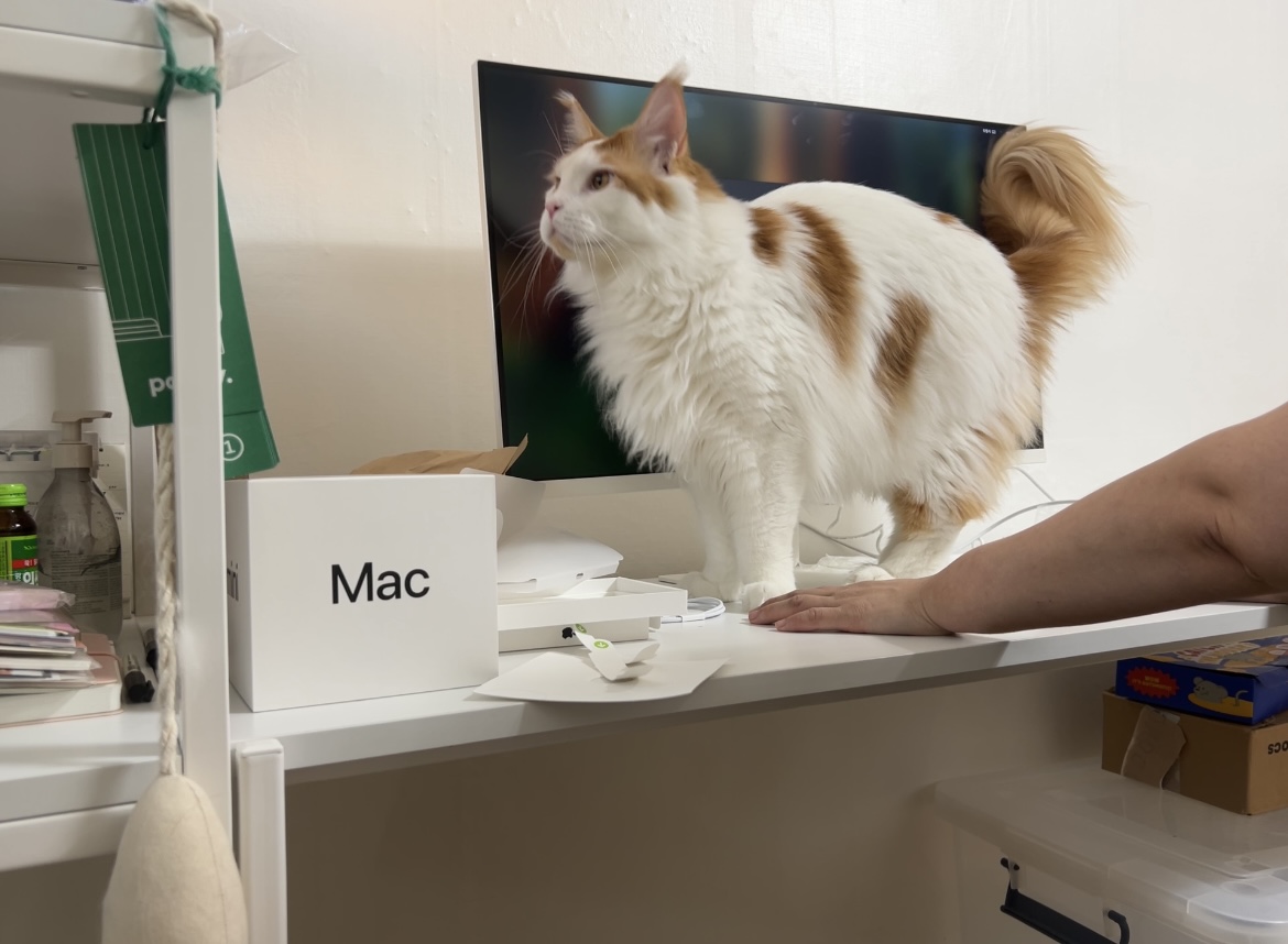 조케타 조미료 축😻입양 1주년 (테리 나봄이) 