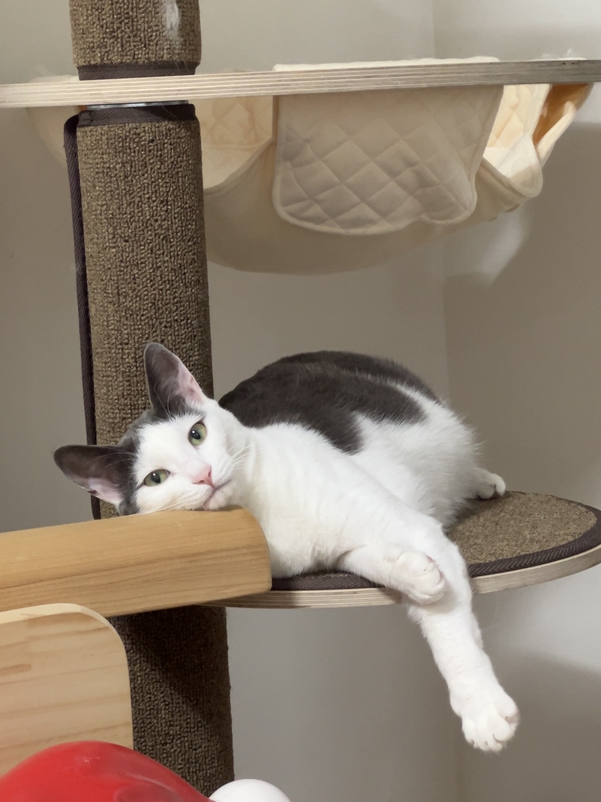 조케타 조미료 축😻입양 1주년 (테리 나봄이) 