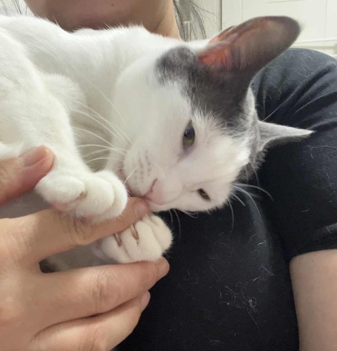 조케타 조미료 축😻입양 1주년 (테리 나봄이) 