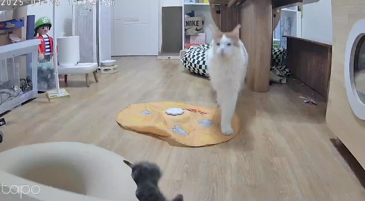 조케타 조미료 축😻입양 1주년 (테리 나봄이) 