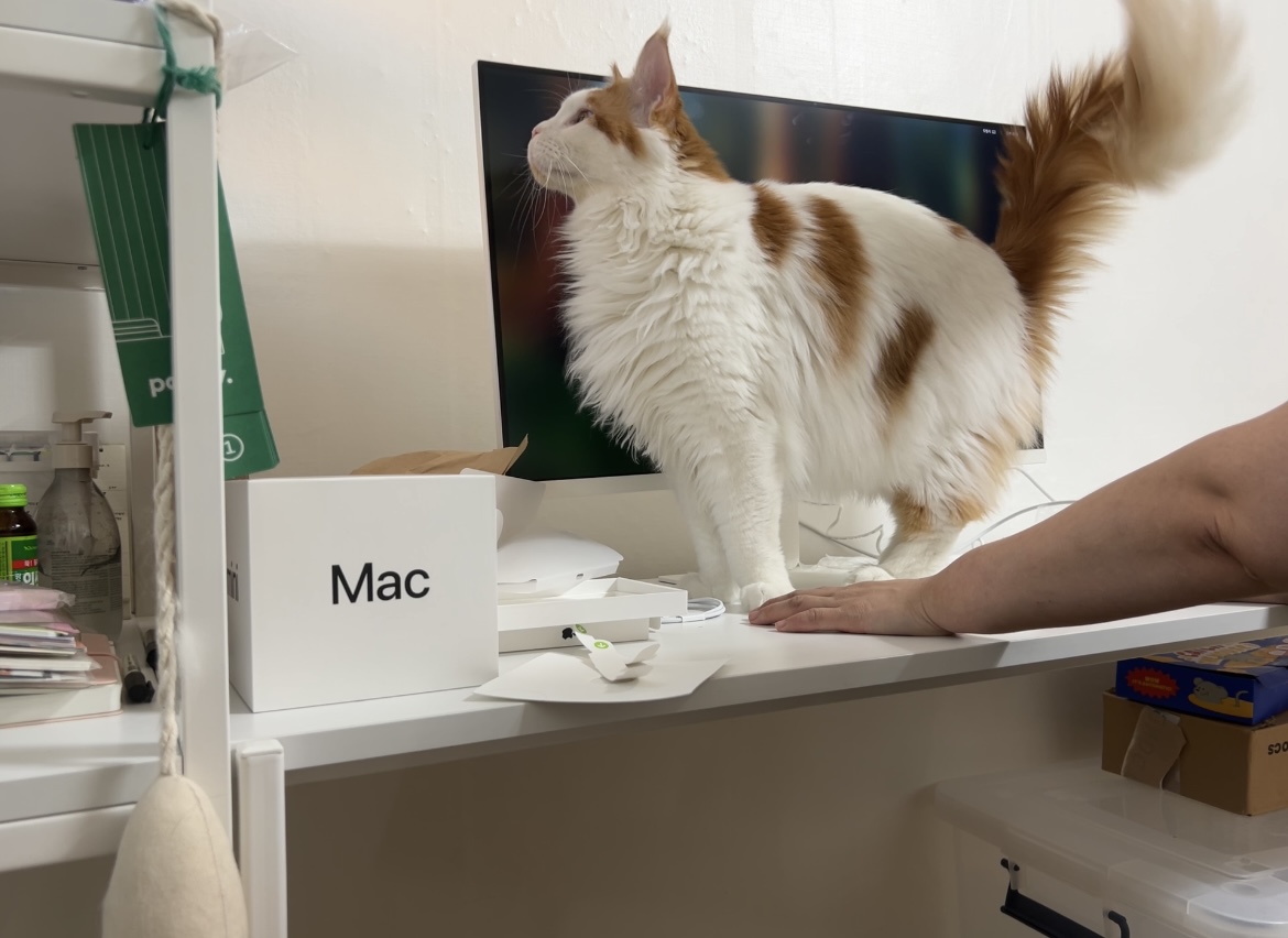 조케타 조미료 축😻입양 1주년 (테리 나봄이) 