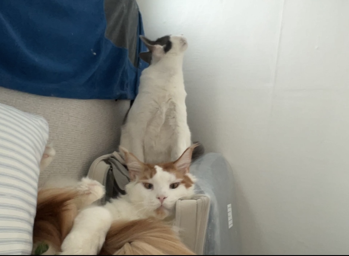 조케타 조미료 축😻입양 1주년 (테리 나봄이) 