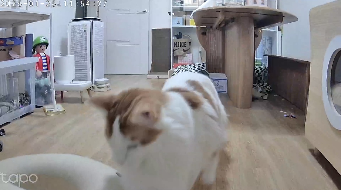 조케타 조미료 축😻입양 1주년 (테리 나봄이) 