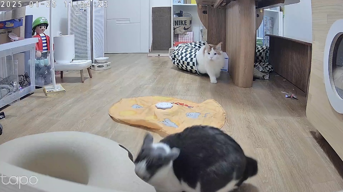 조케타 조미료 축😻입양 1주년 (테리 나봄이) 