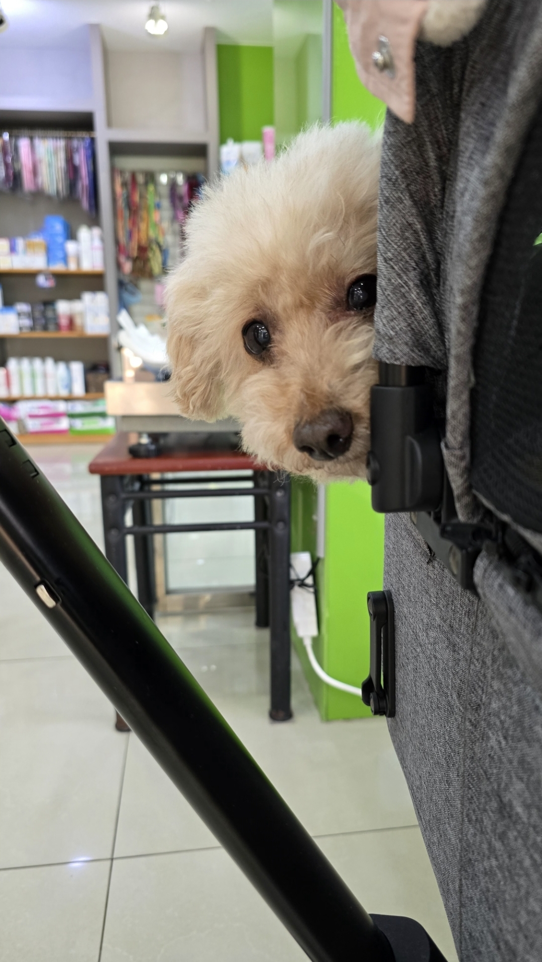 어느덧 치치를 만난지도 4년이 되었습니다.