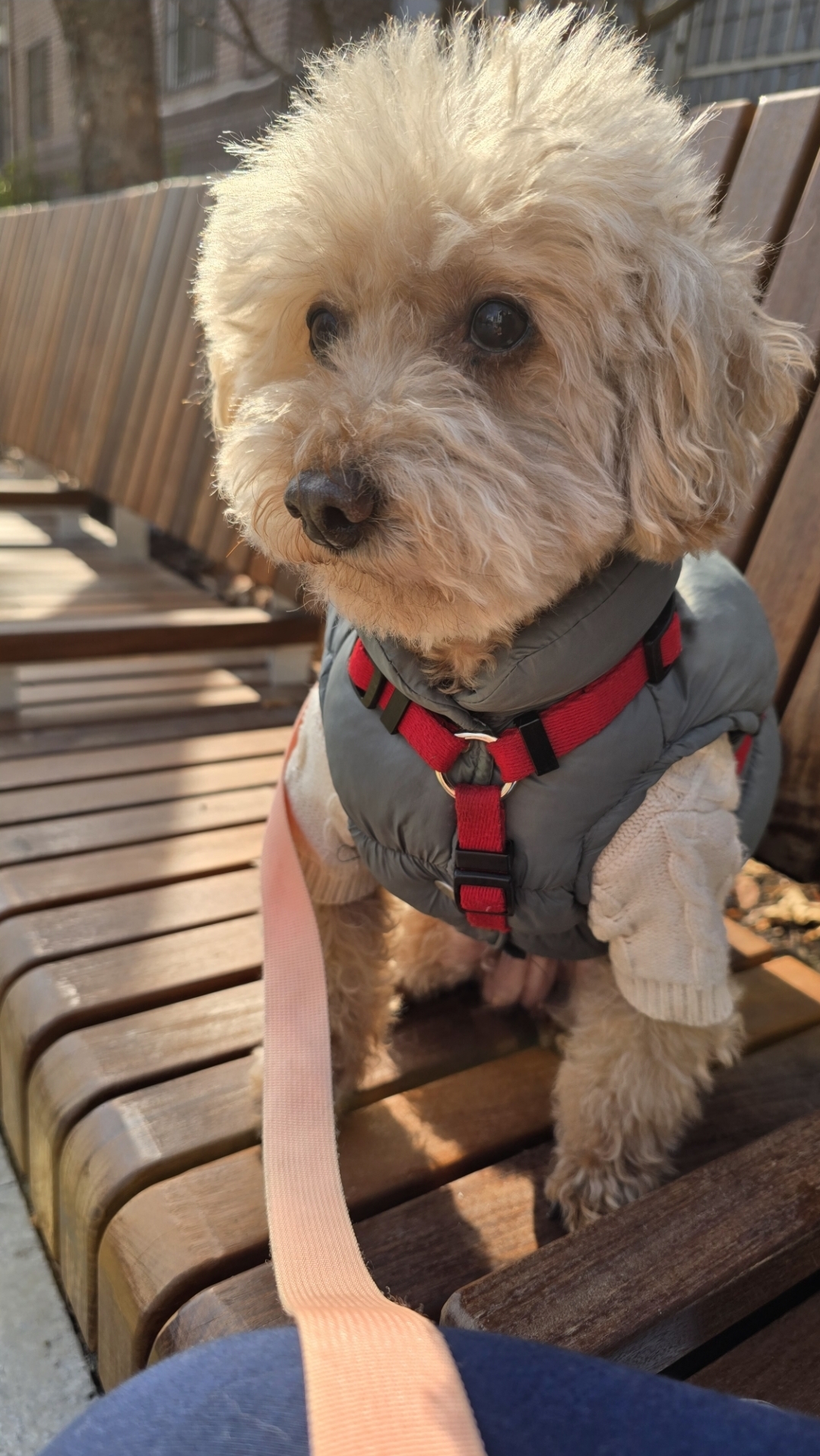 어느덧 치치를 만난지도 4년이 되었습니다.