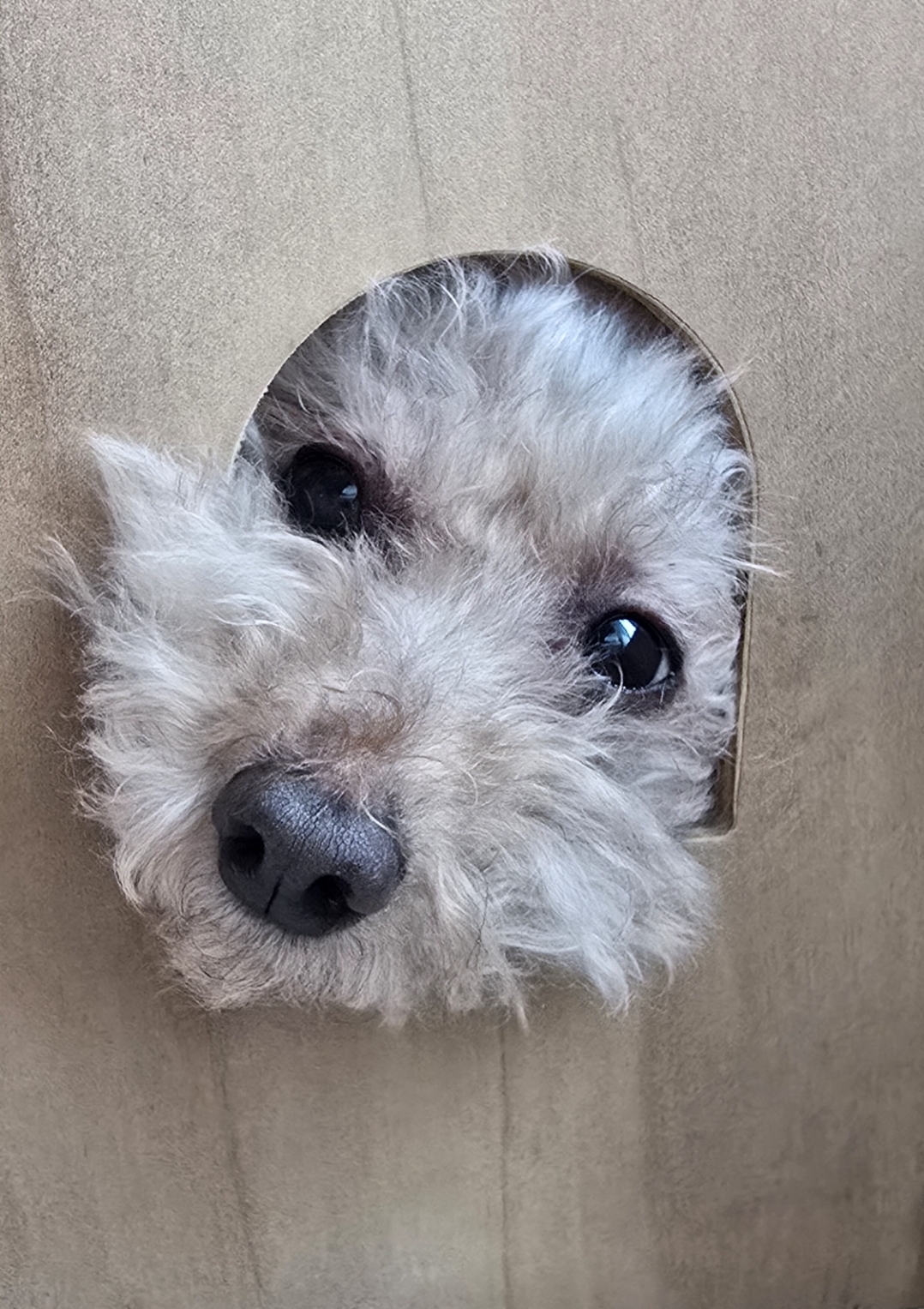 어느덧 치치를 만난지도 4년이 되었습니다.