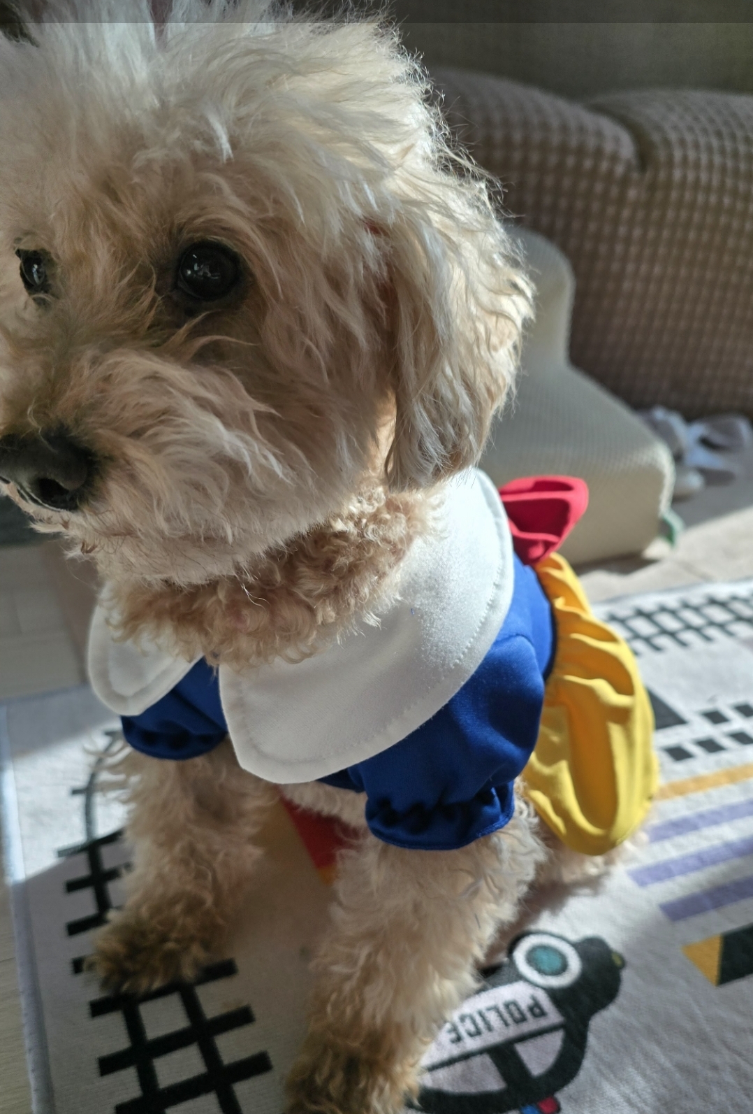 어느덧 치치를 만난지도 4년이 되었습니다.