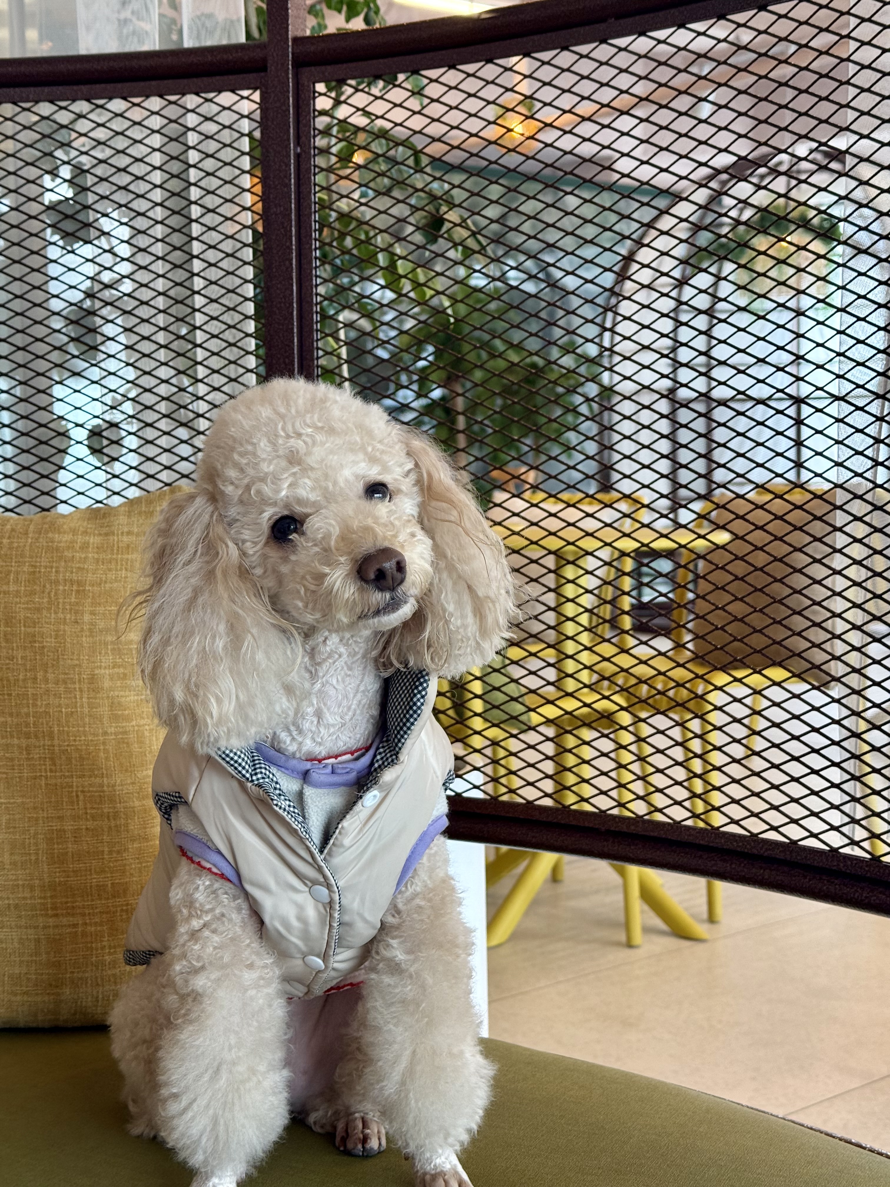 벌써 4년, 초이(곤지암 해삼)