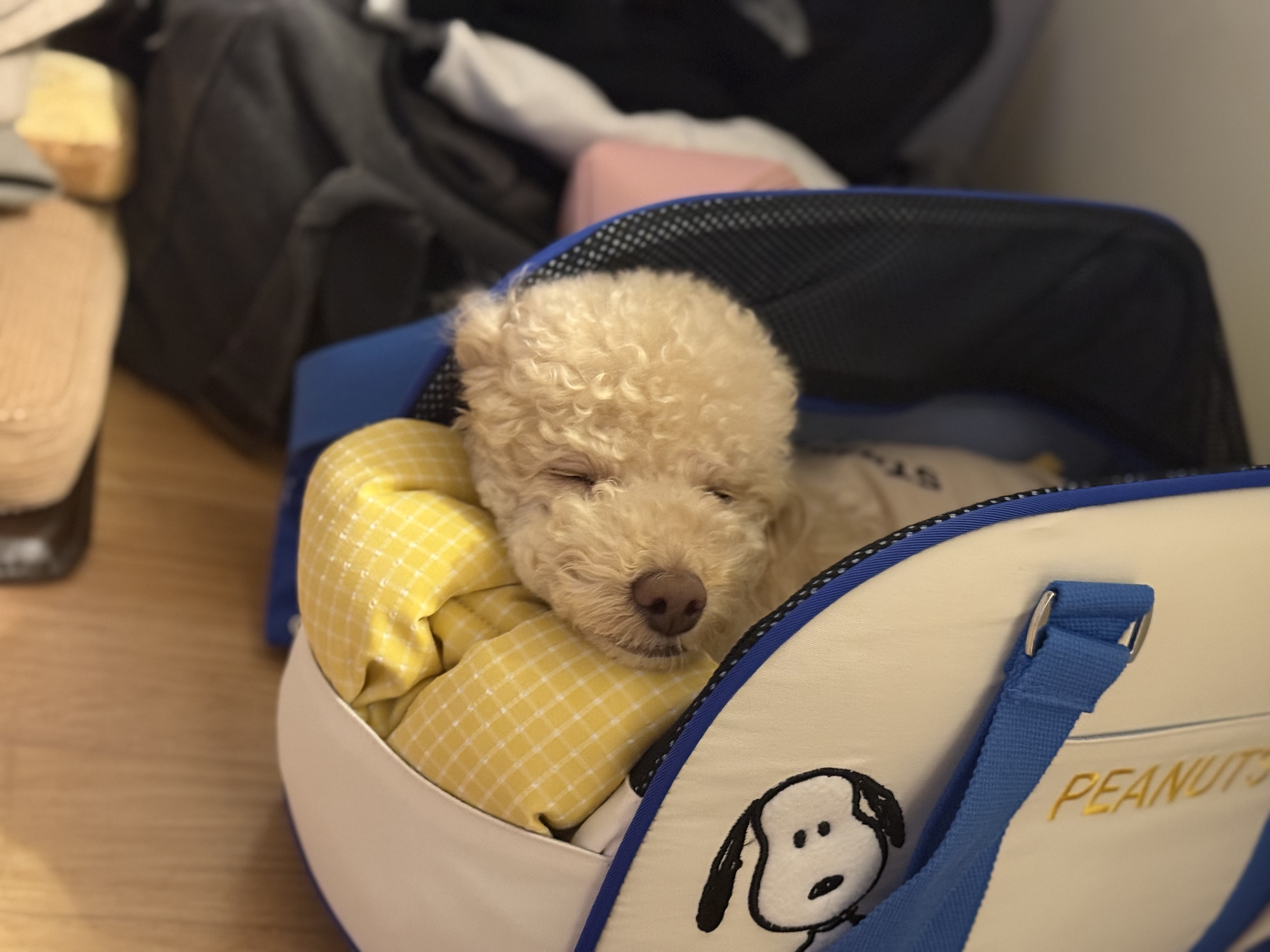 벌써 4년, 초이(곤지암 해삼)