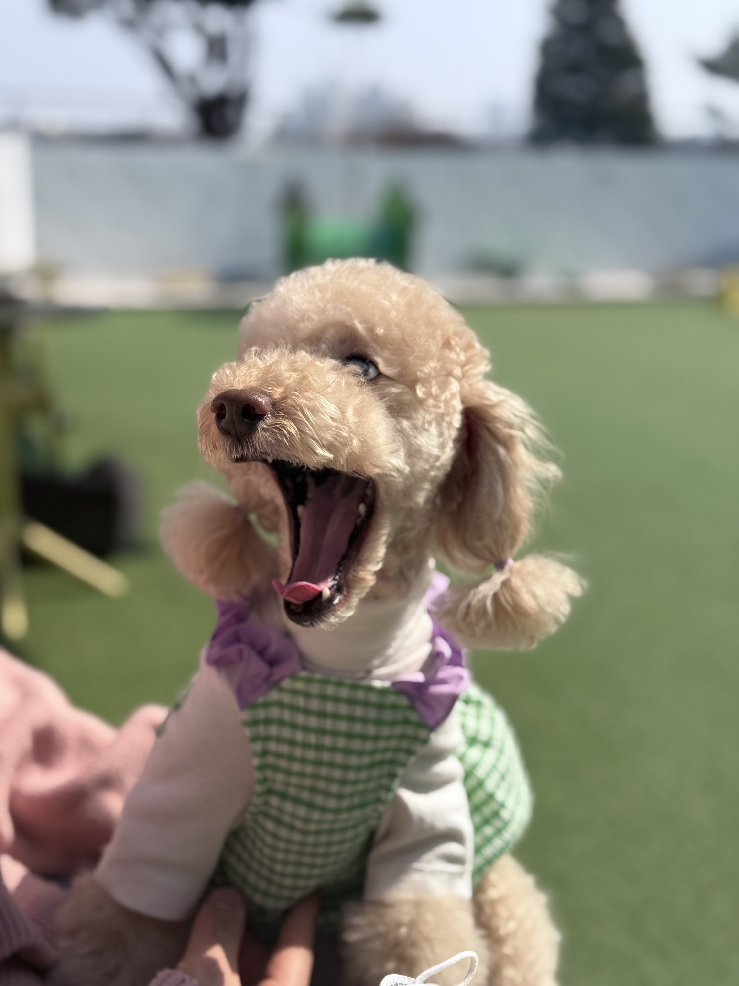 벌써 4년, 초이(곤지암 해삼)