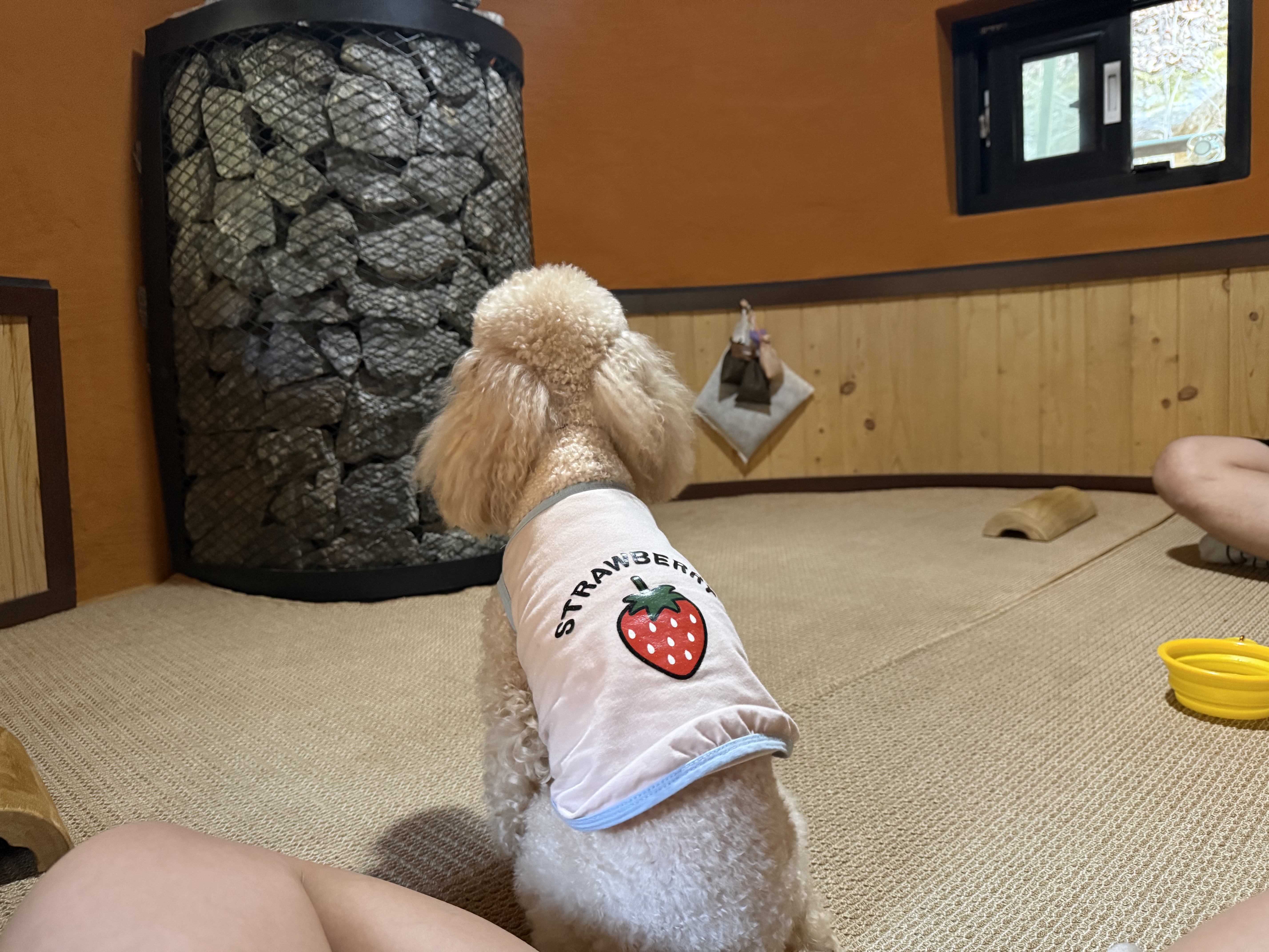 벌써 4년, 초이(곤지암 해삼)