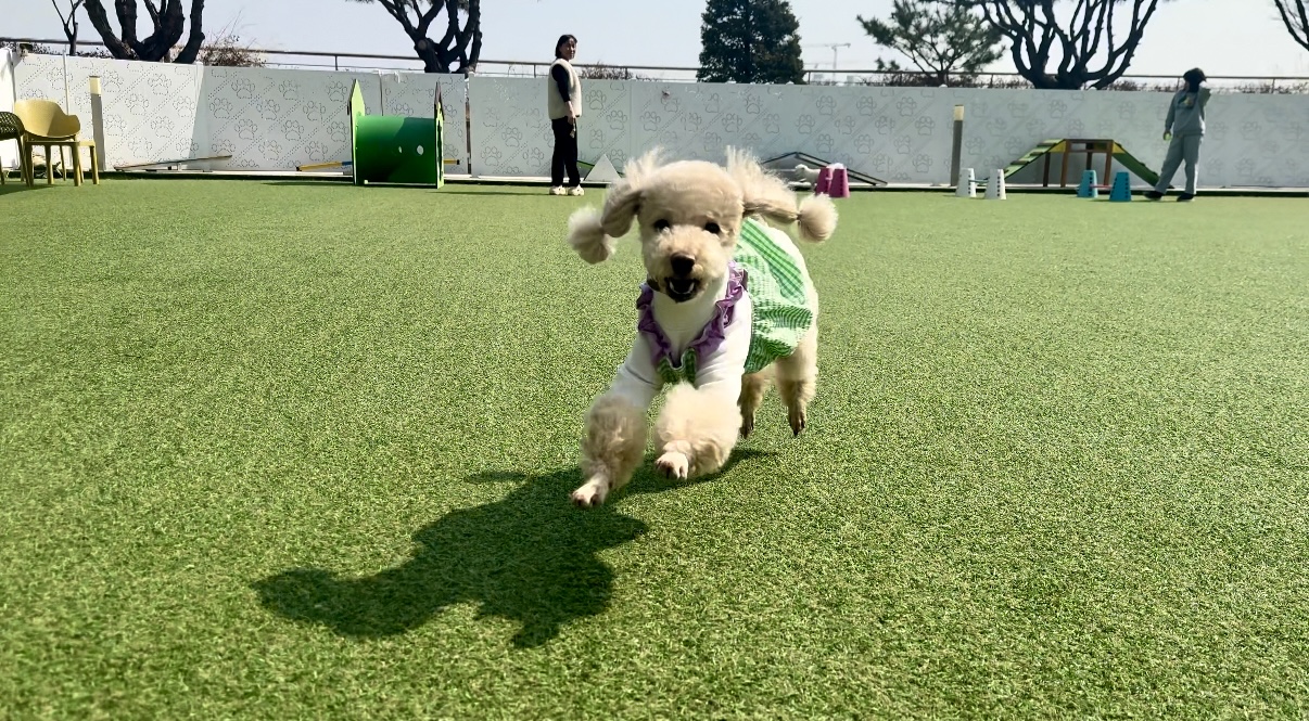 벌써 4년, 초이(곤지암 해삼)