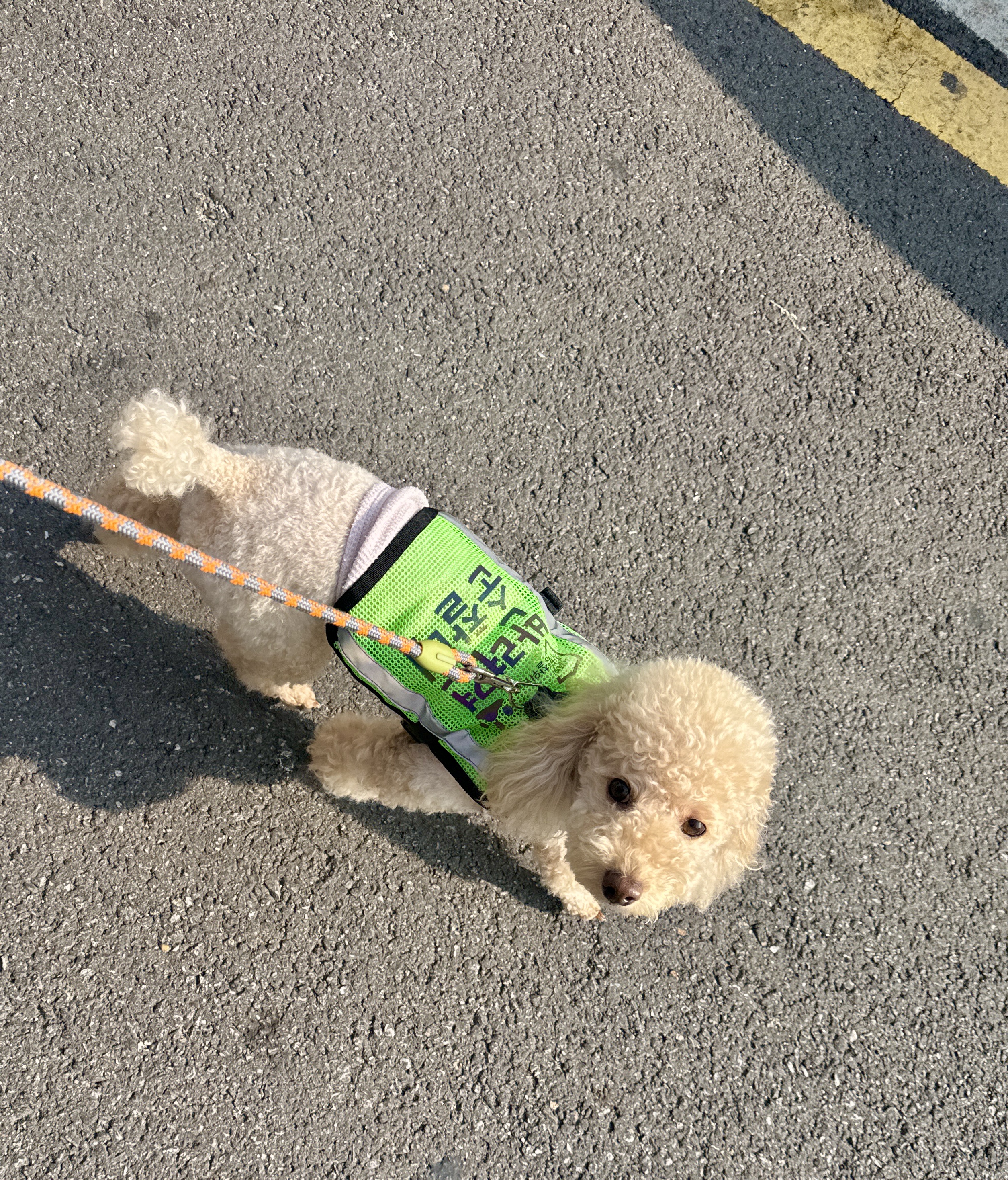 벌써 4년, 초이(곤지암 해삼)