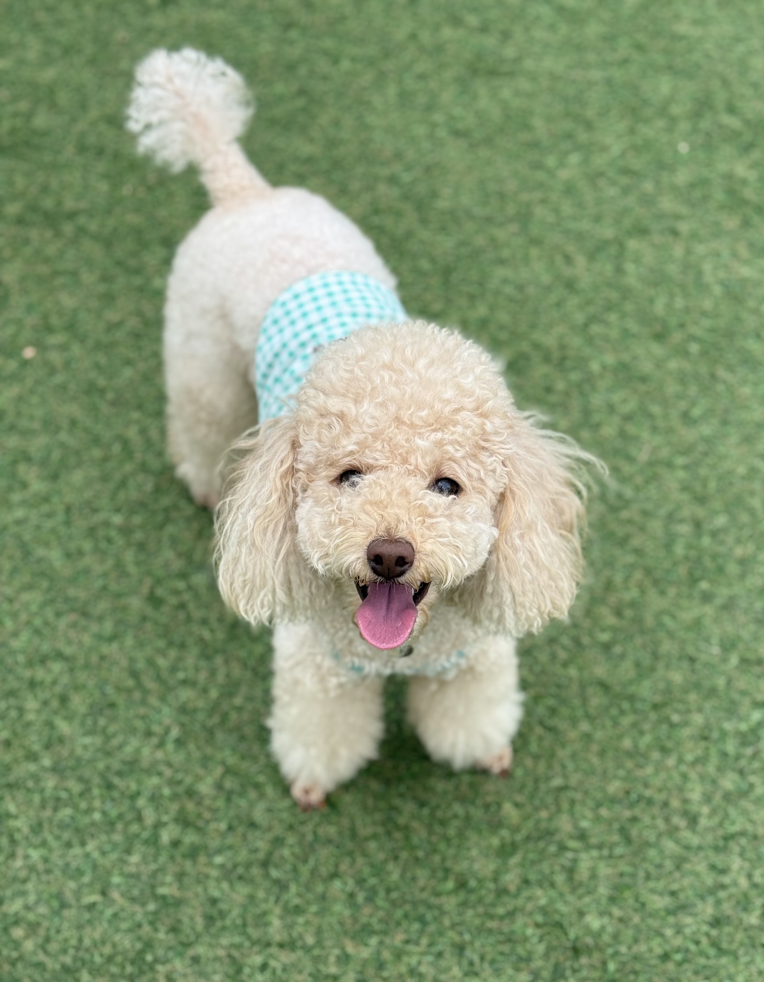 벌써 4년, 초이(곤지암 해삼)