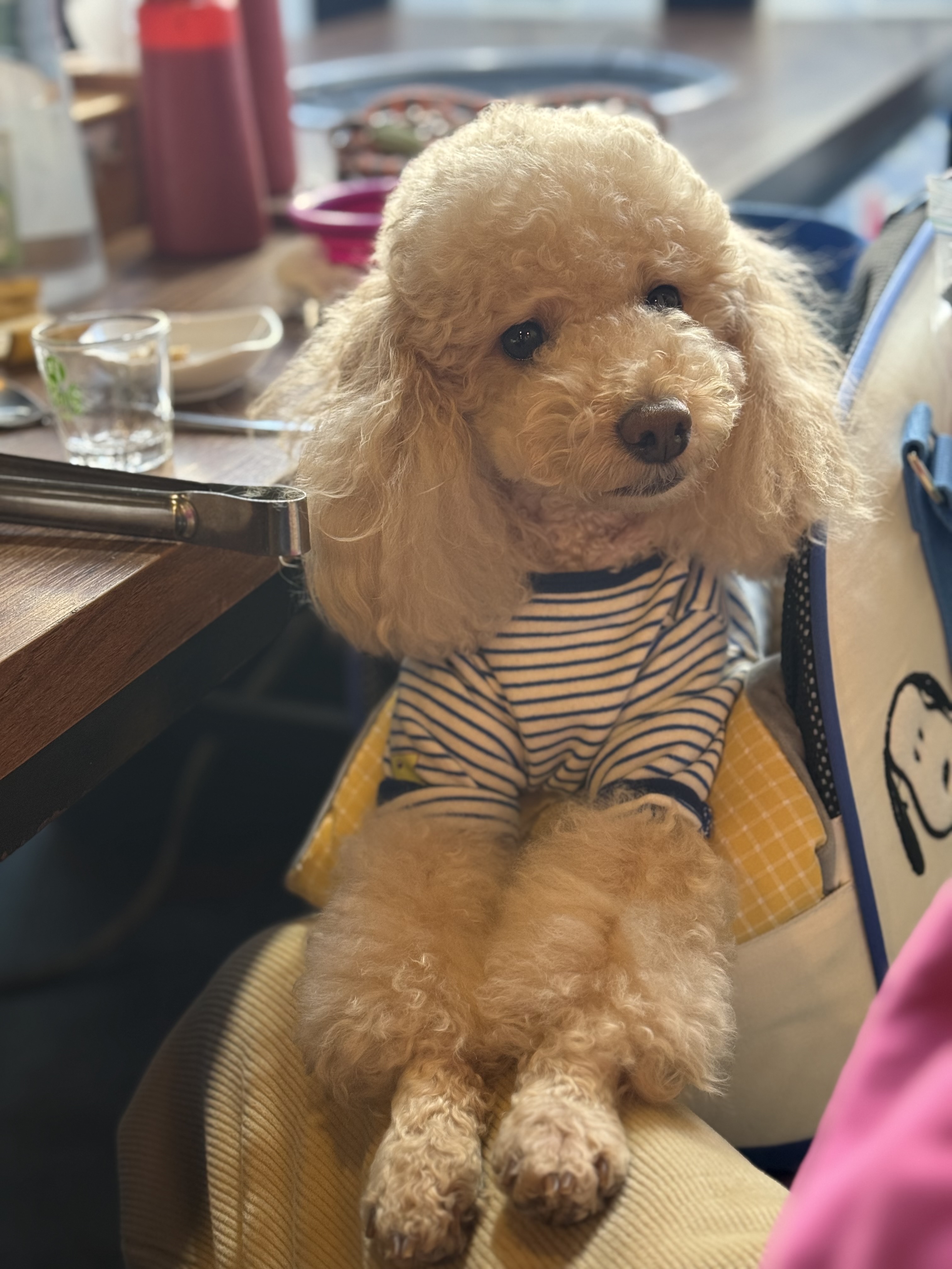 벌써 4년, 초이(곤지암 해삼)