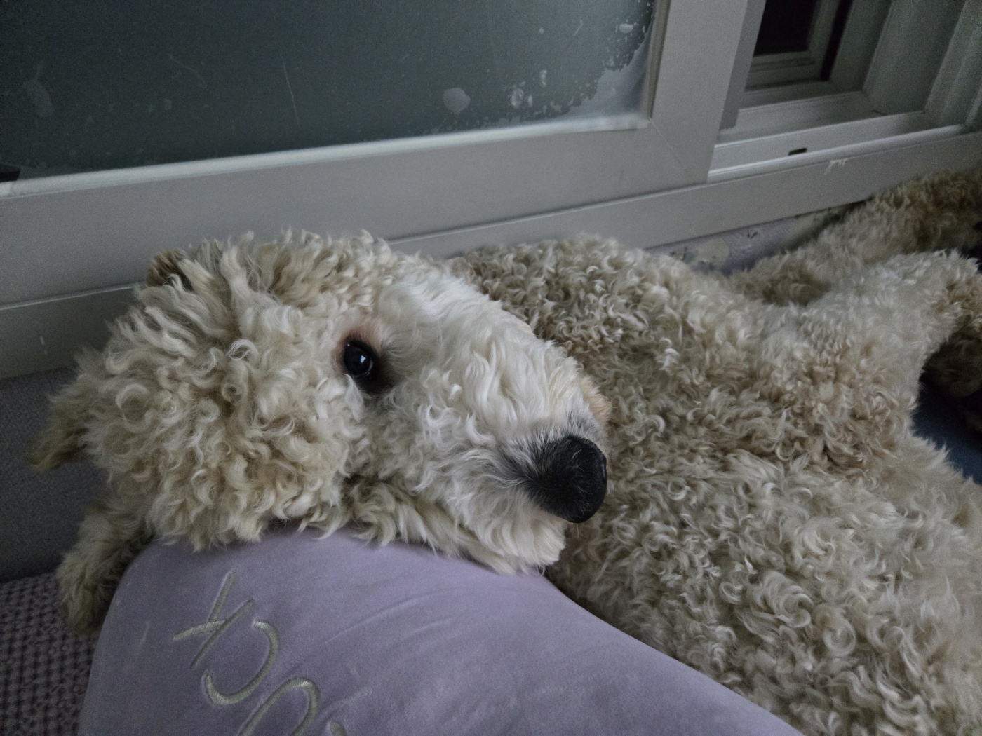 푸돌이(루이) 돌 지났어요~ㅋ