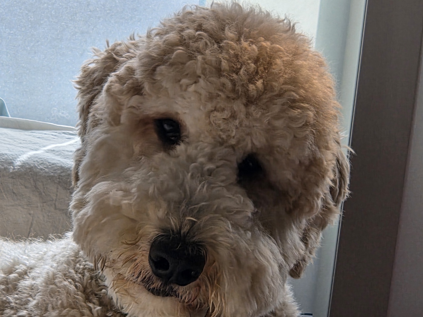 푸돌이(루이) 돌 지났어요~ㅋ