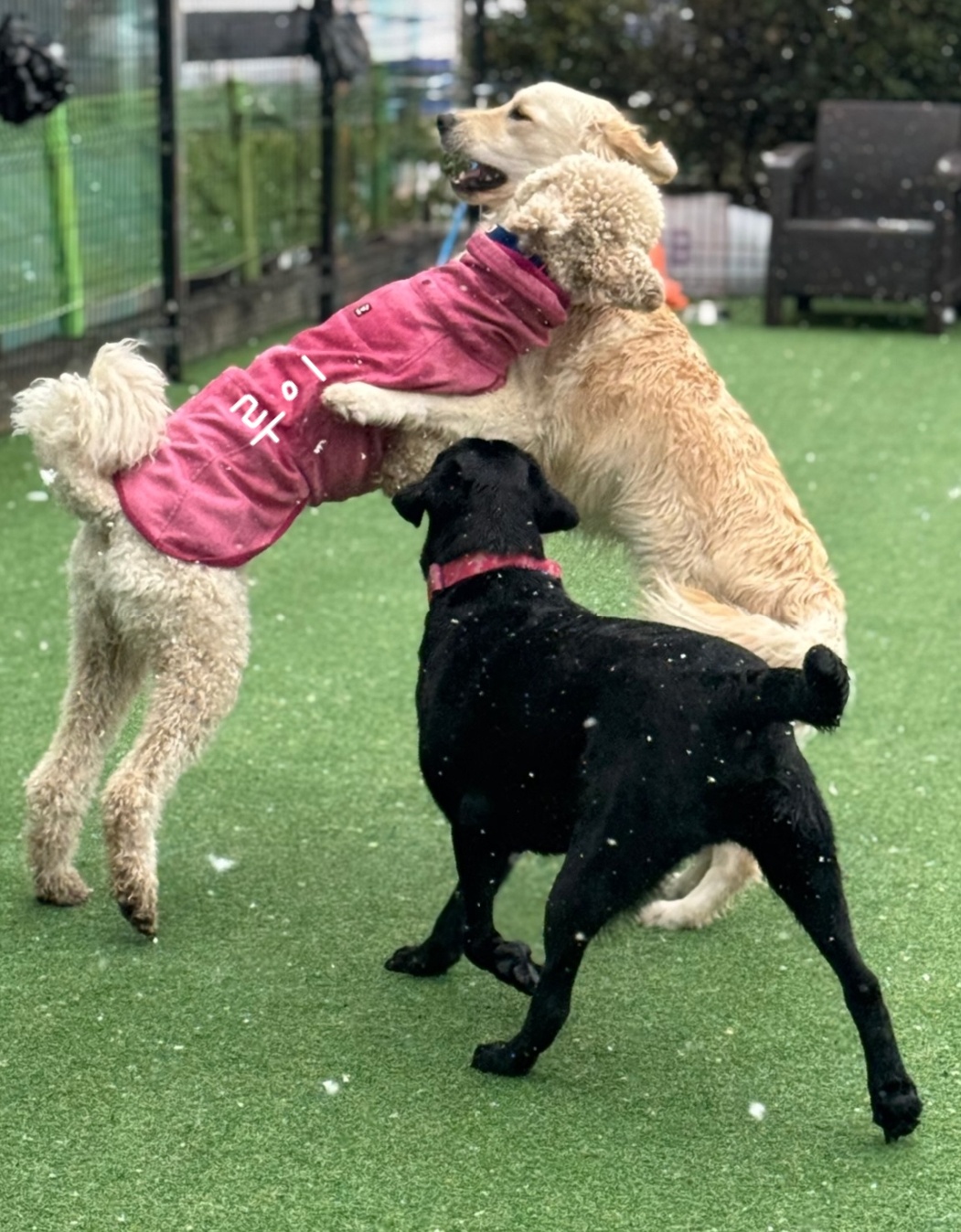 푸돌이(루이) 돌 지났어요~ㅋ