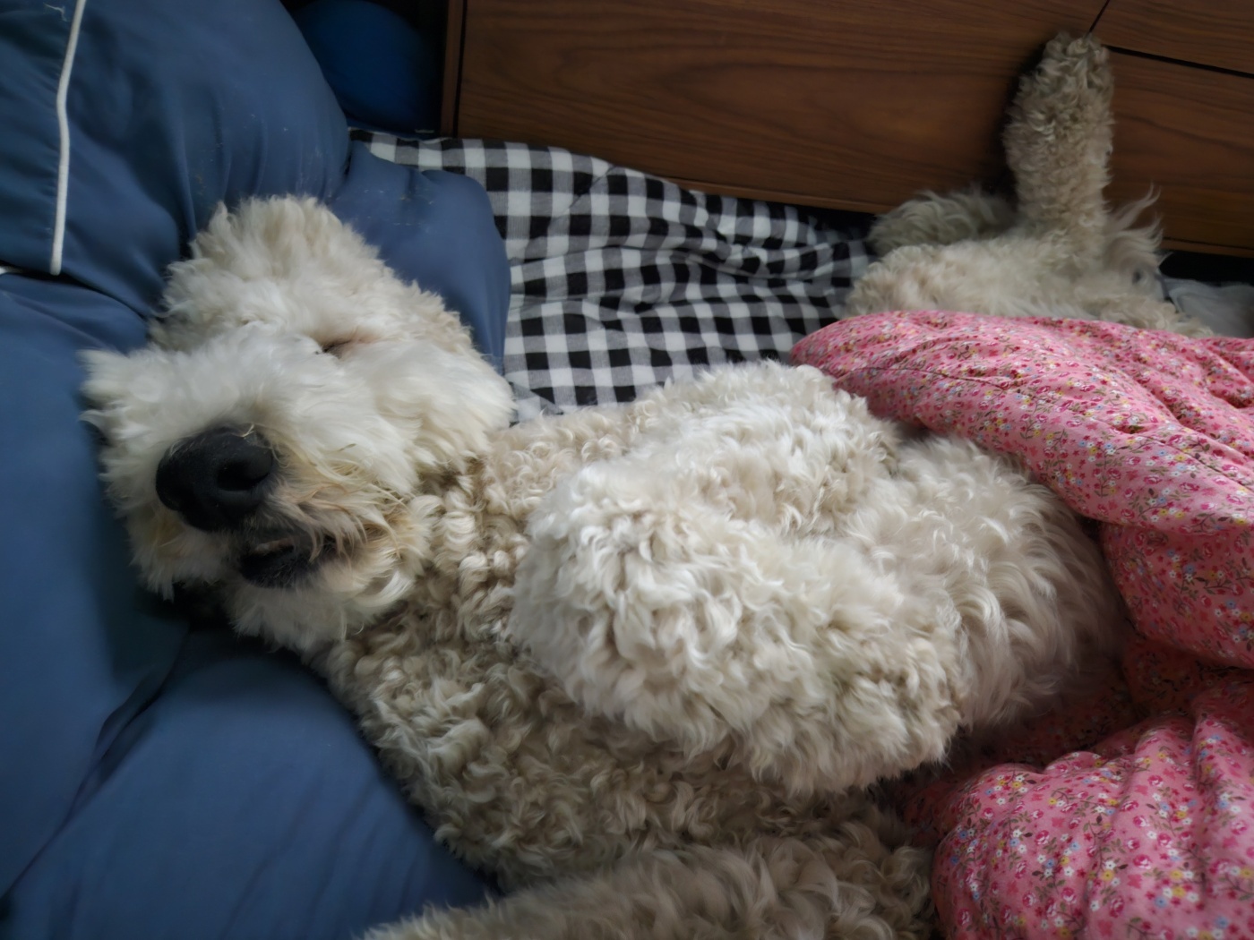 푸돌이(루이) 돌 지났어요~ㅋ