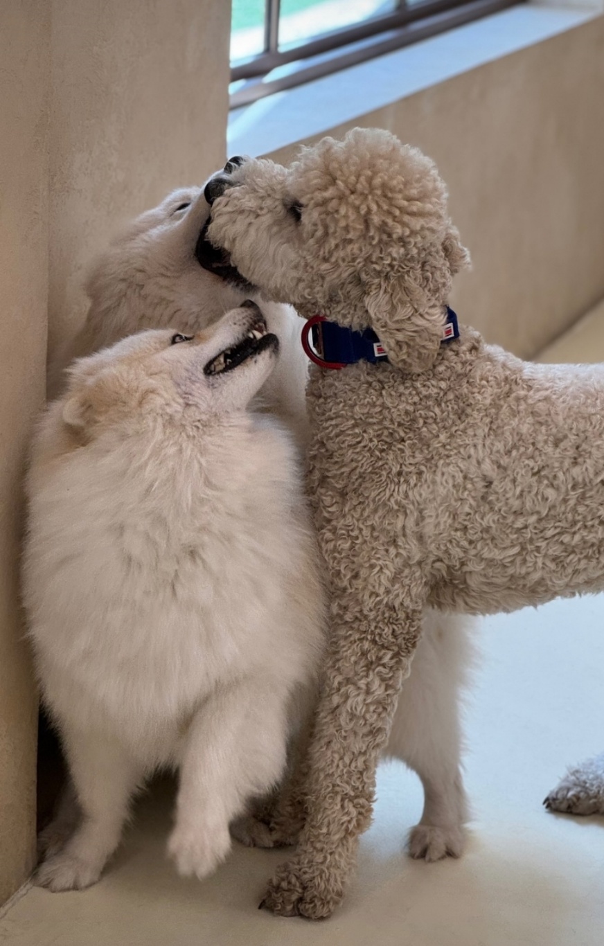 푸돌이(루이) 돌 지났어요~ㅋ