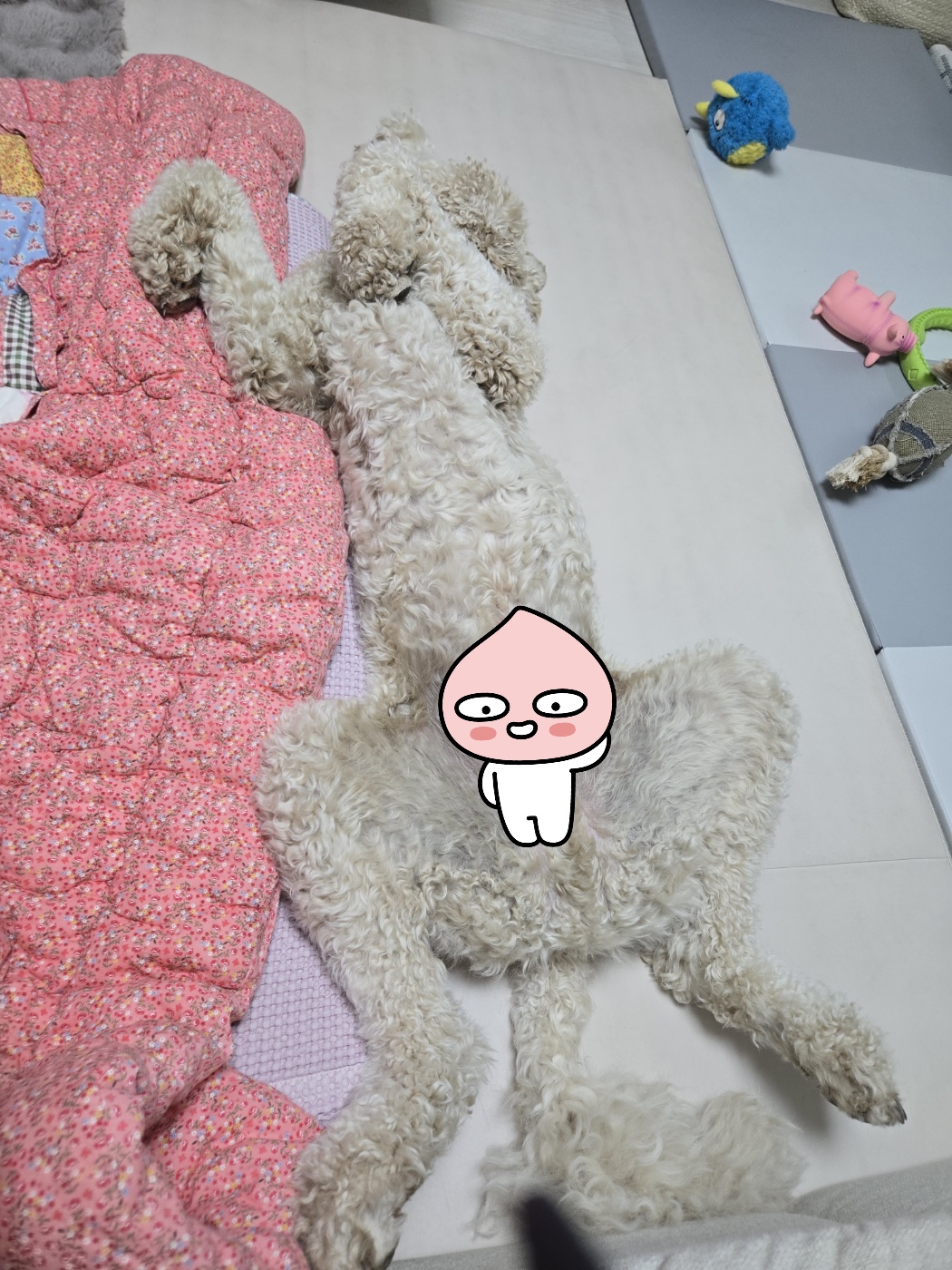 푸돌이(루이) 돌 지났어요~ㅋ