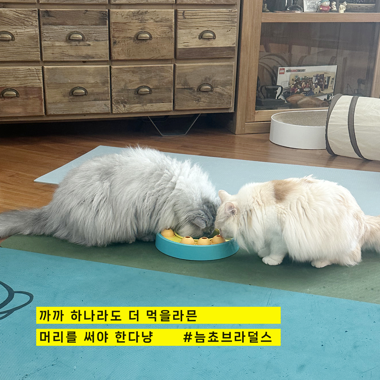 늠늠(회장)이와 쵸쵸(베비)와의 한달