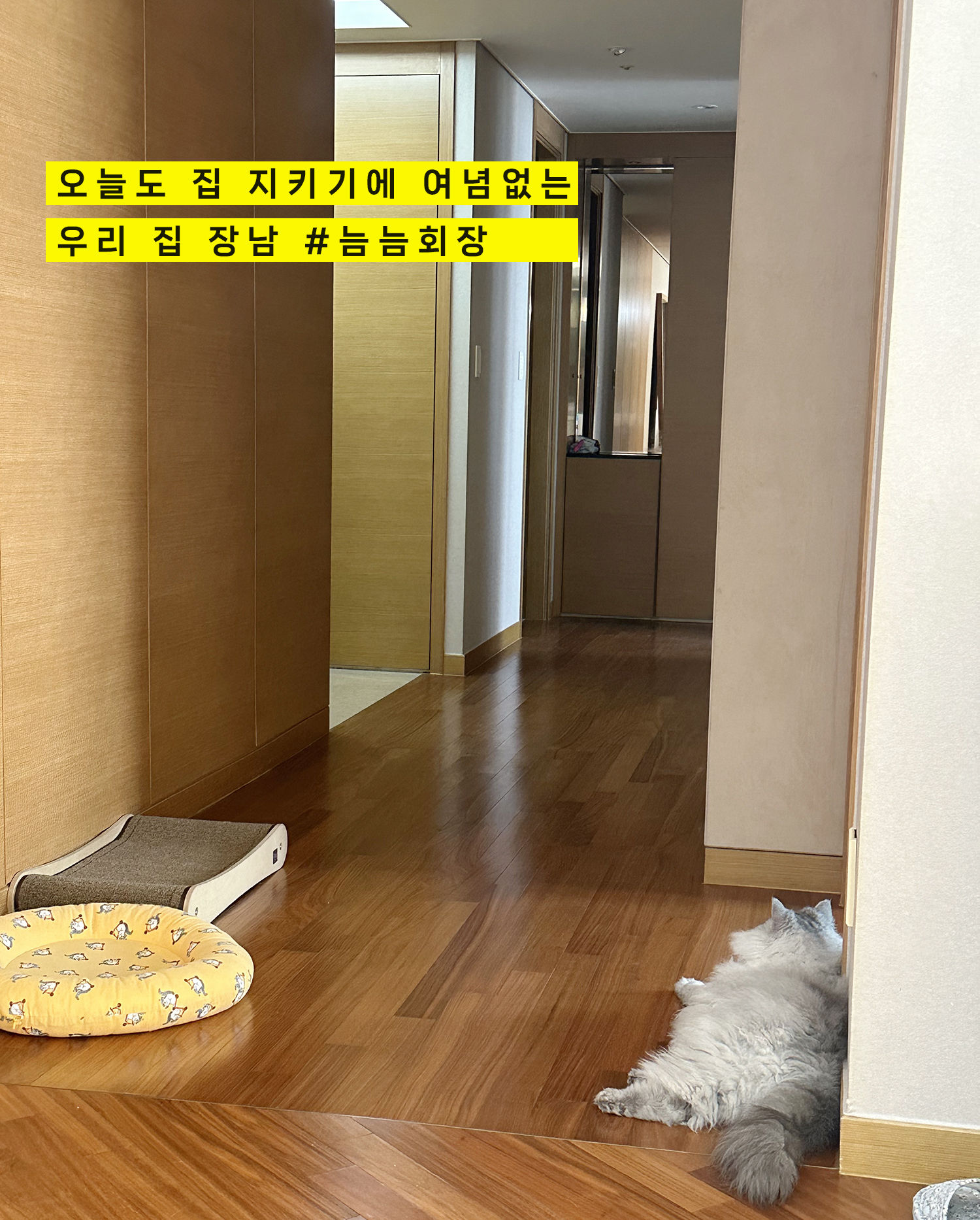 늠늠(회장)이와 쵸쵸(베비)와의 한달