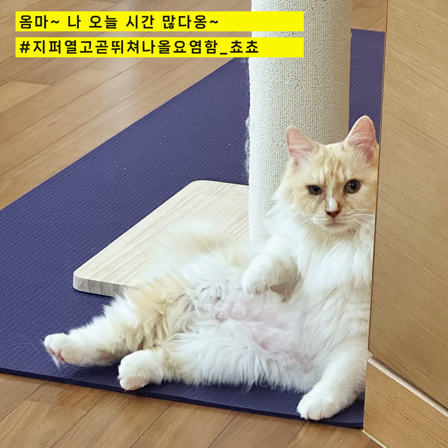 늠늠(회장)이와 쵸쵸(베비)와의 한달